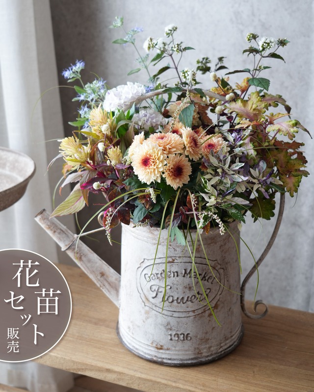 【花苗セット】マムと涼しげな色の秋の寄せ植え 花苗セット