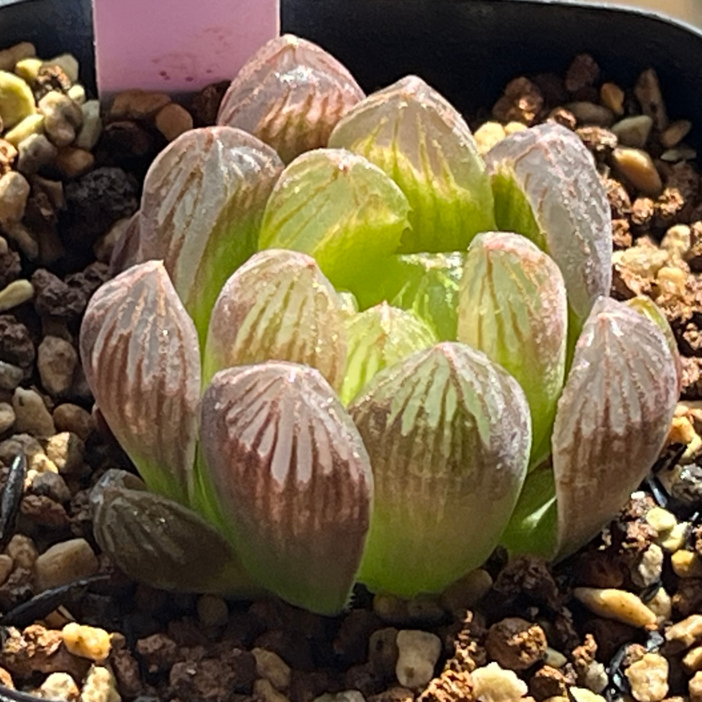 ハオルチア B型コンプトミュータント錦② | mocono_plants