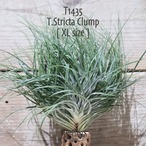 【送料無料】stricta Clump XL〔エアプランツ〕現品発送T1435