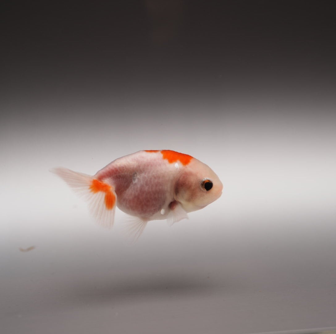 桜錦 | 極光金魚展 桜錦 | 極光金魚展