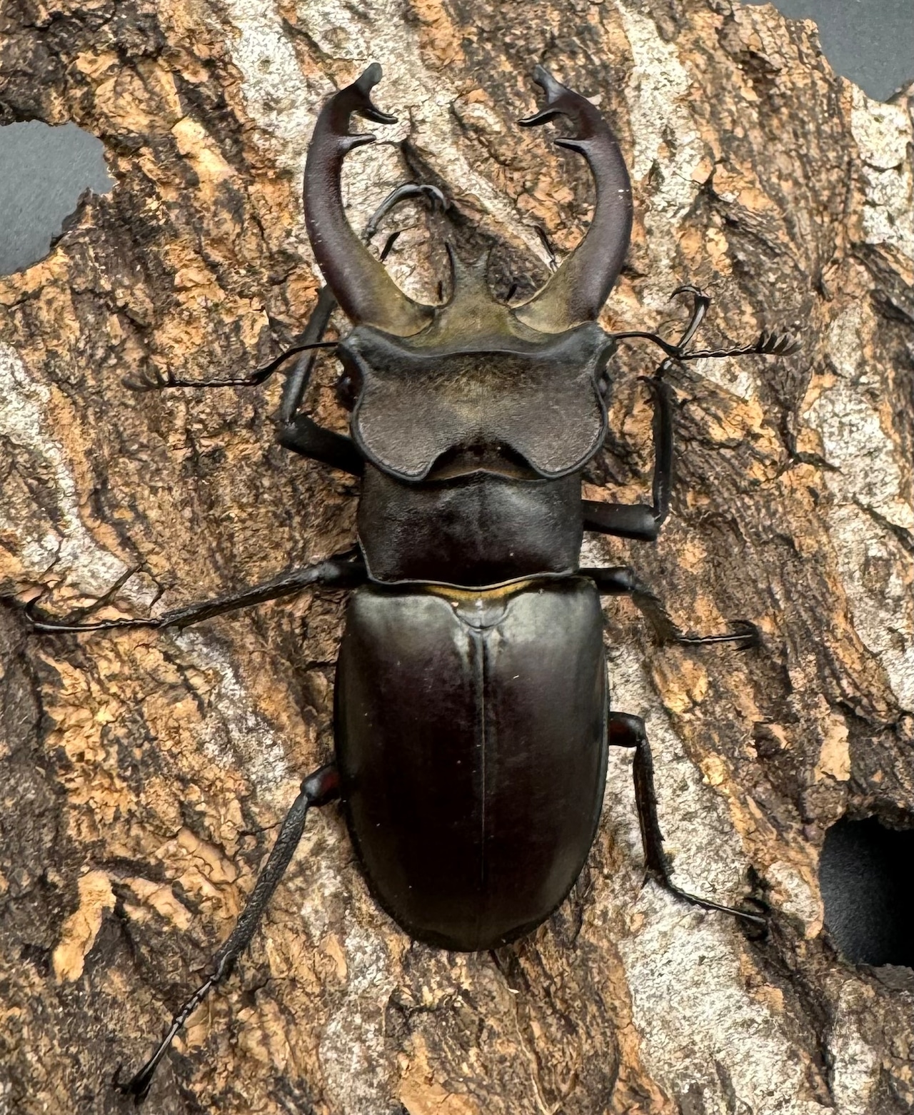 【WD】《フライミヤマクワガタ 61.5mm ペア》