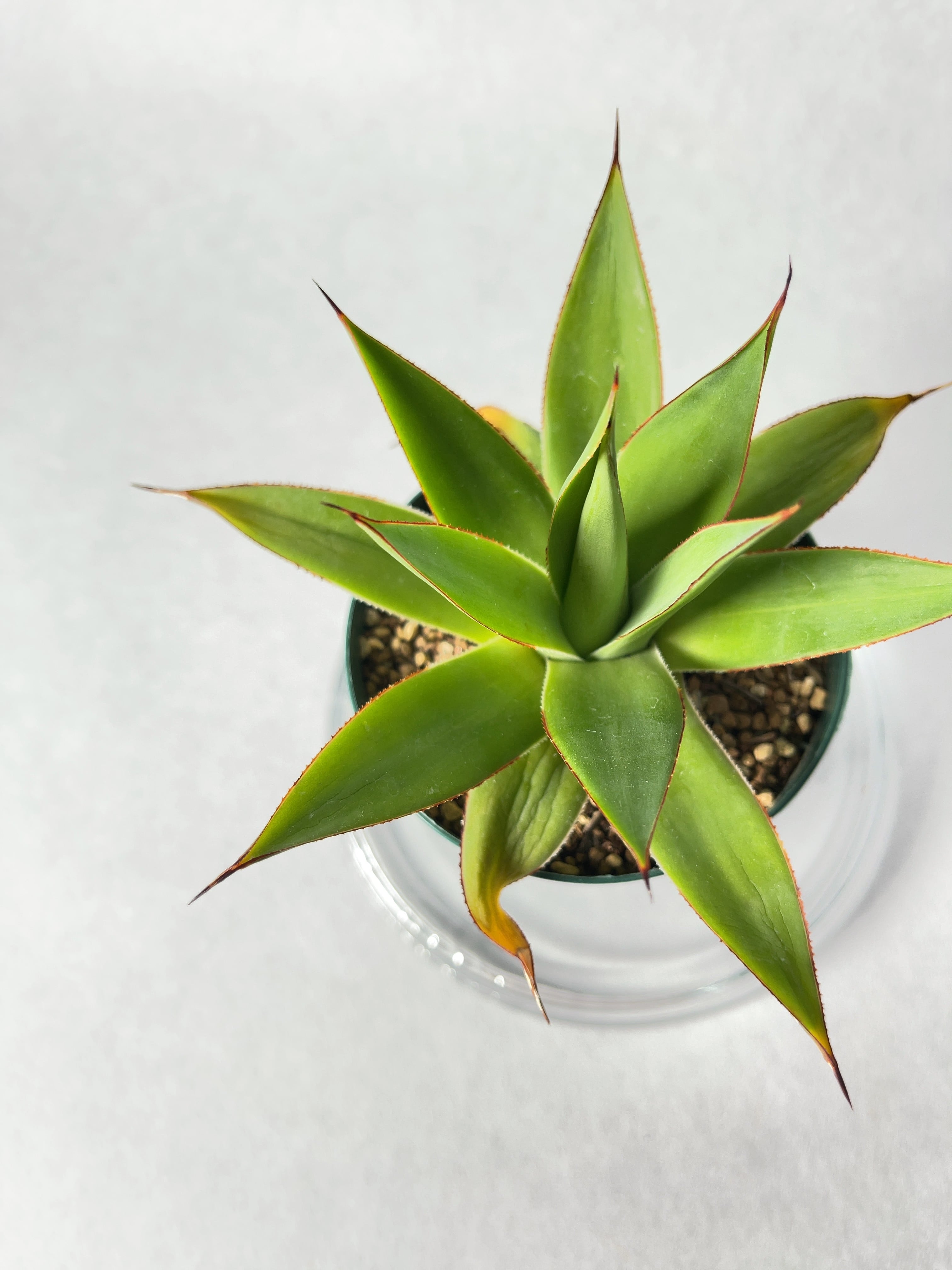 アガベ・ロマニー | trigger