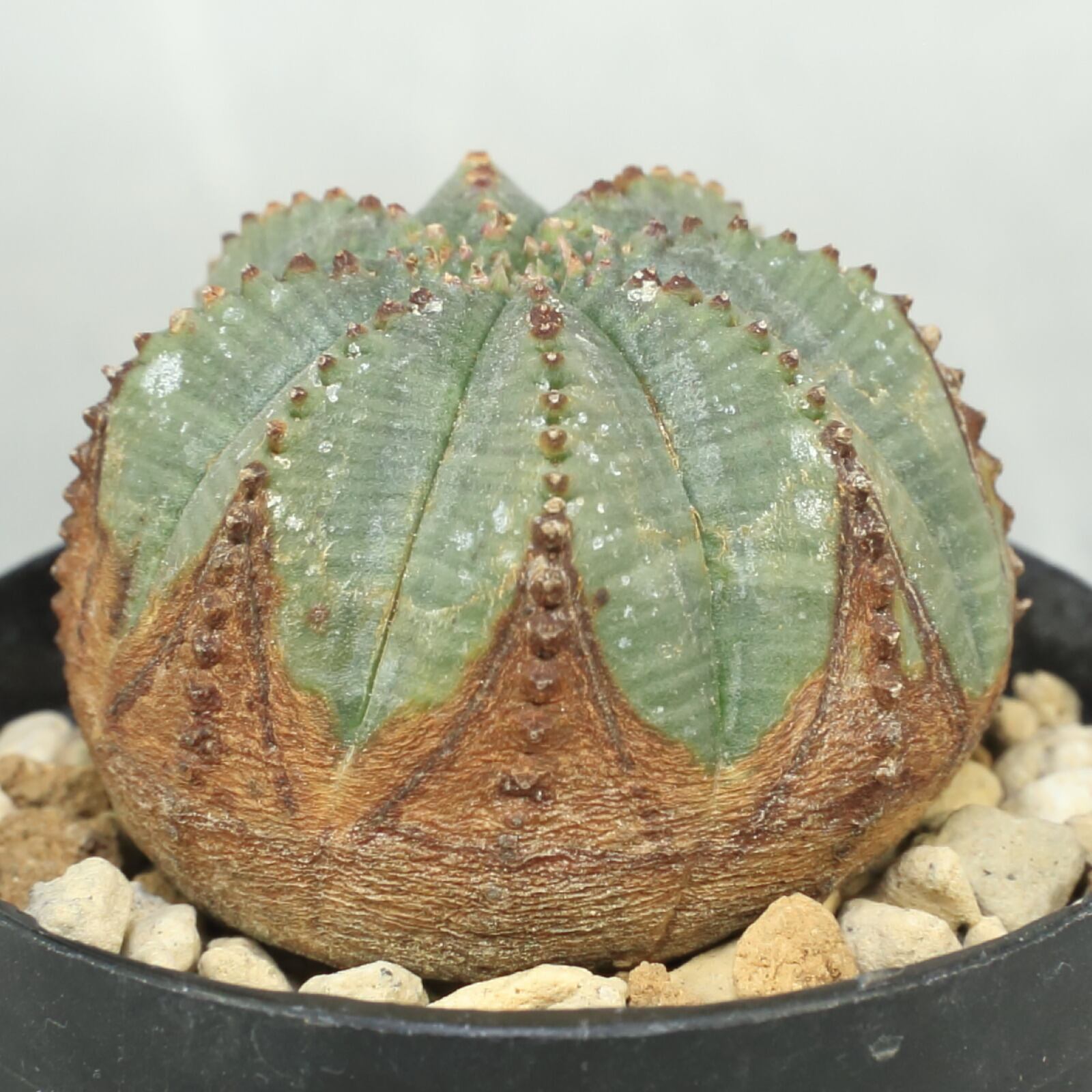 発根済み ユーフォルビア ミニオベサ 美模様 木質化 Lighthouse Plants 海外実生株のオベサを中心に 輸入植物を扱うプランツ セレクトショップ