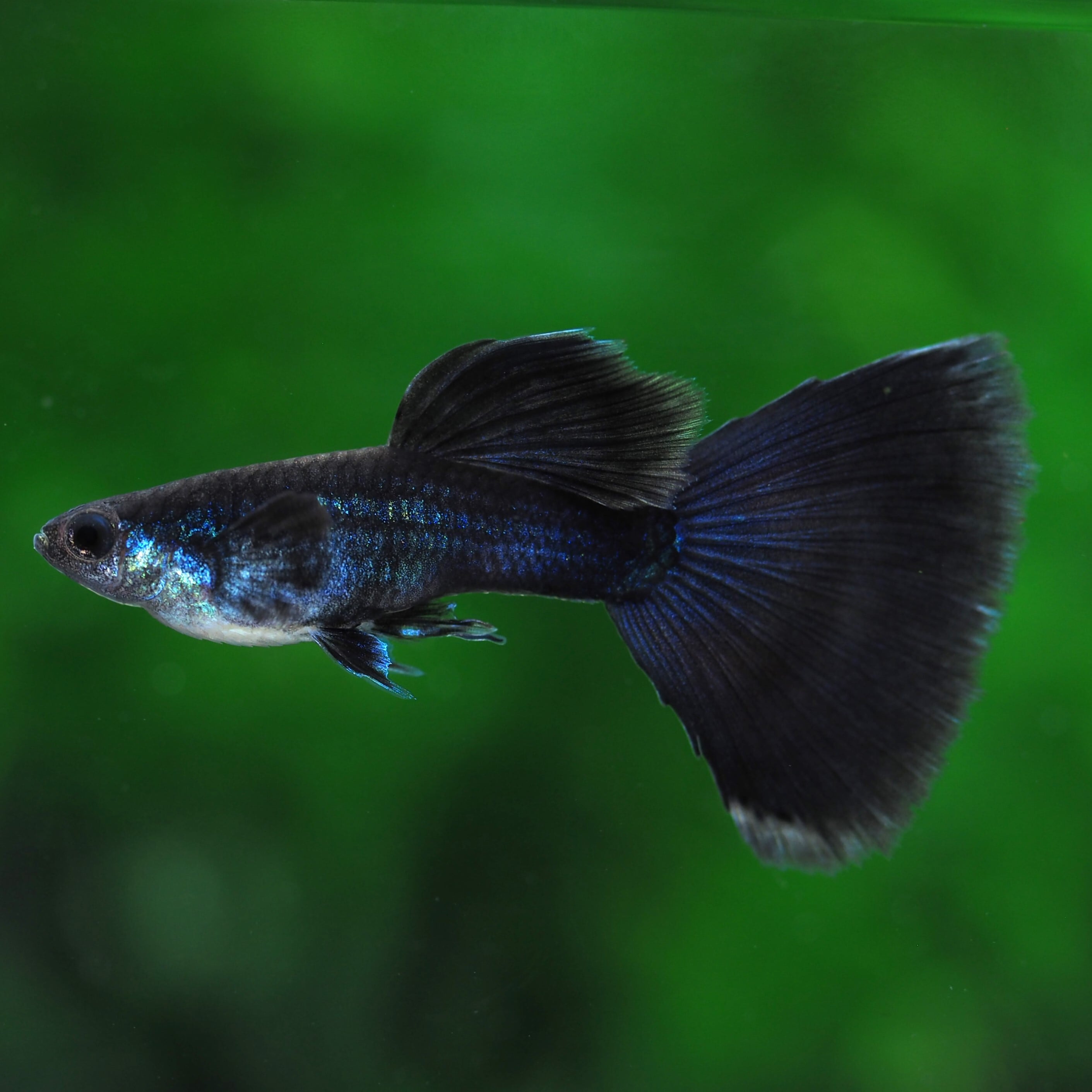 伊豆グッピーファーム