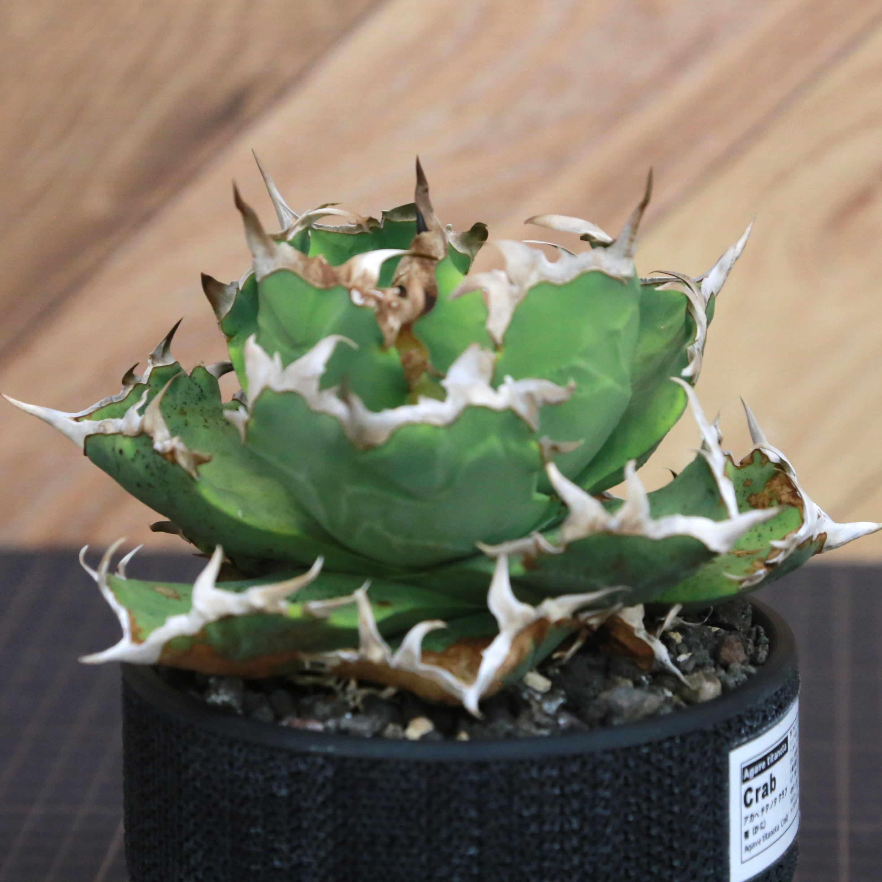 Agave Titanota 蟹 (Crab) アガベ チタノタ / 中株(4号鉢)/Lot.001