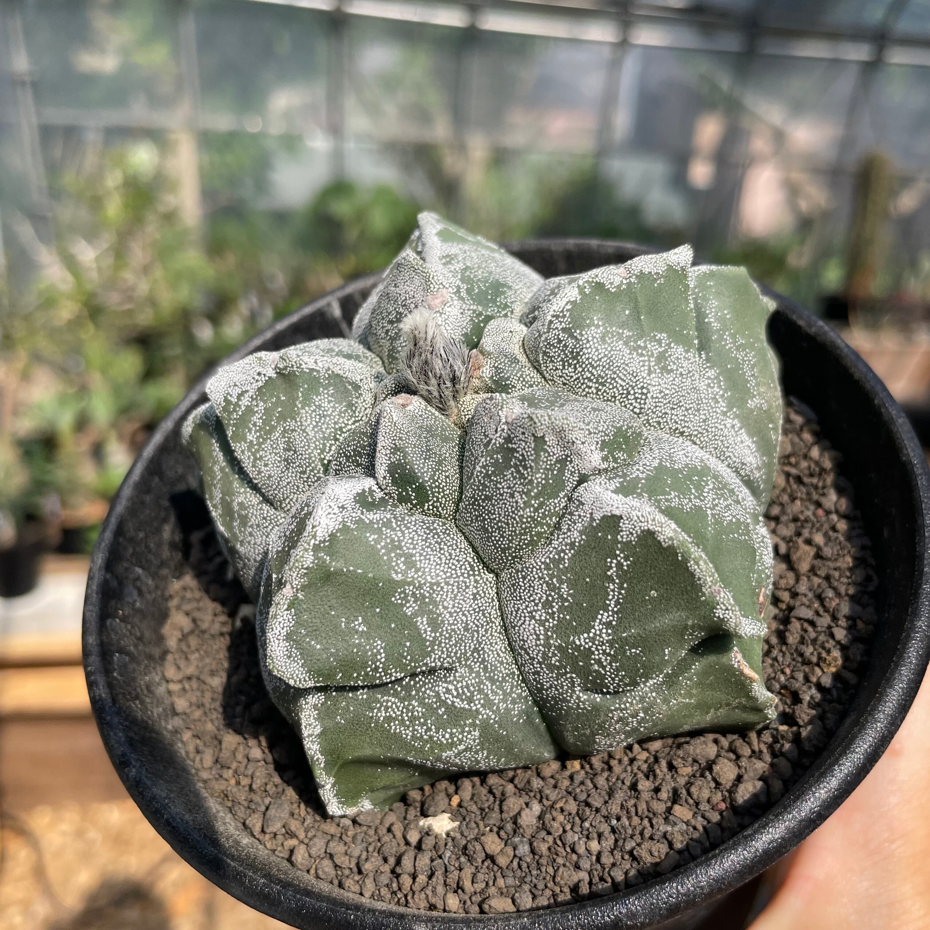 Astrophytum myriostigma【アストロフィツム・トサカランポー