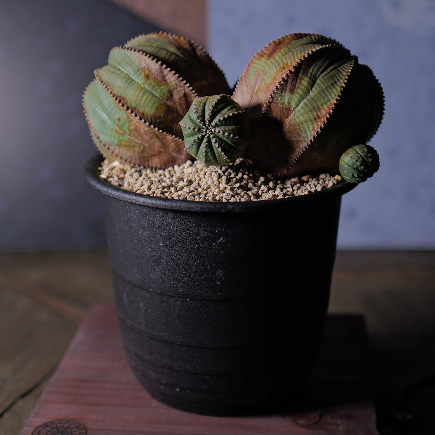 超厳選株】ヴィンテージ 超大株 最大幅 約17cm ダブルヘッド 仔吹き