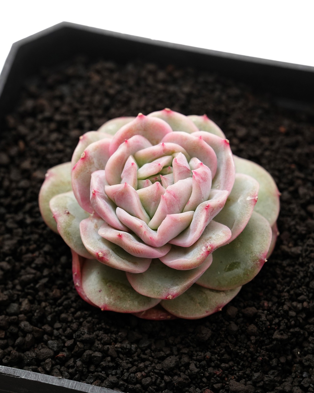 発根済カット苗 ビューティムーン Echeveria 'Beauty Moon'