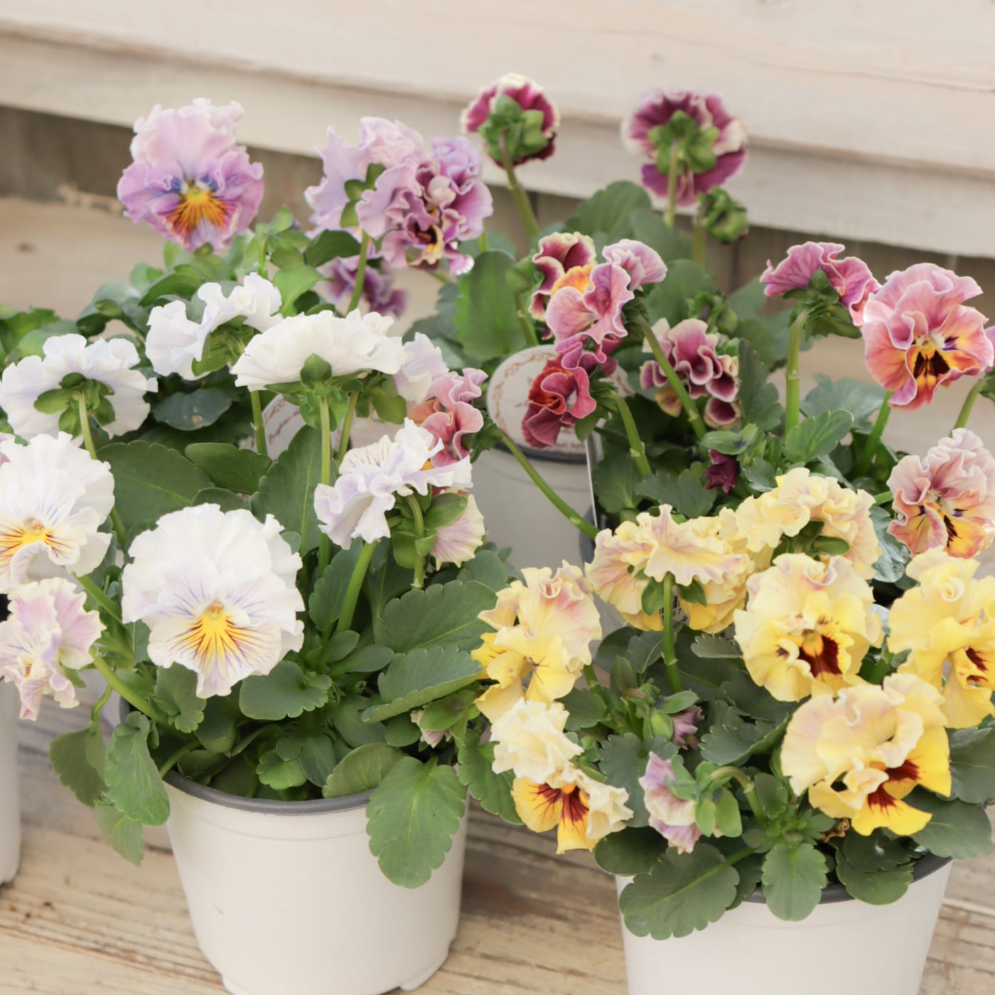 Green heartꕥオンラインショップ