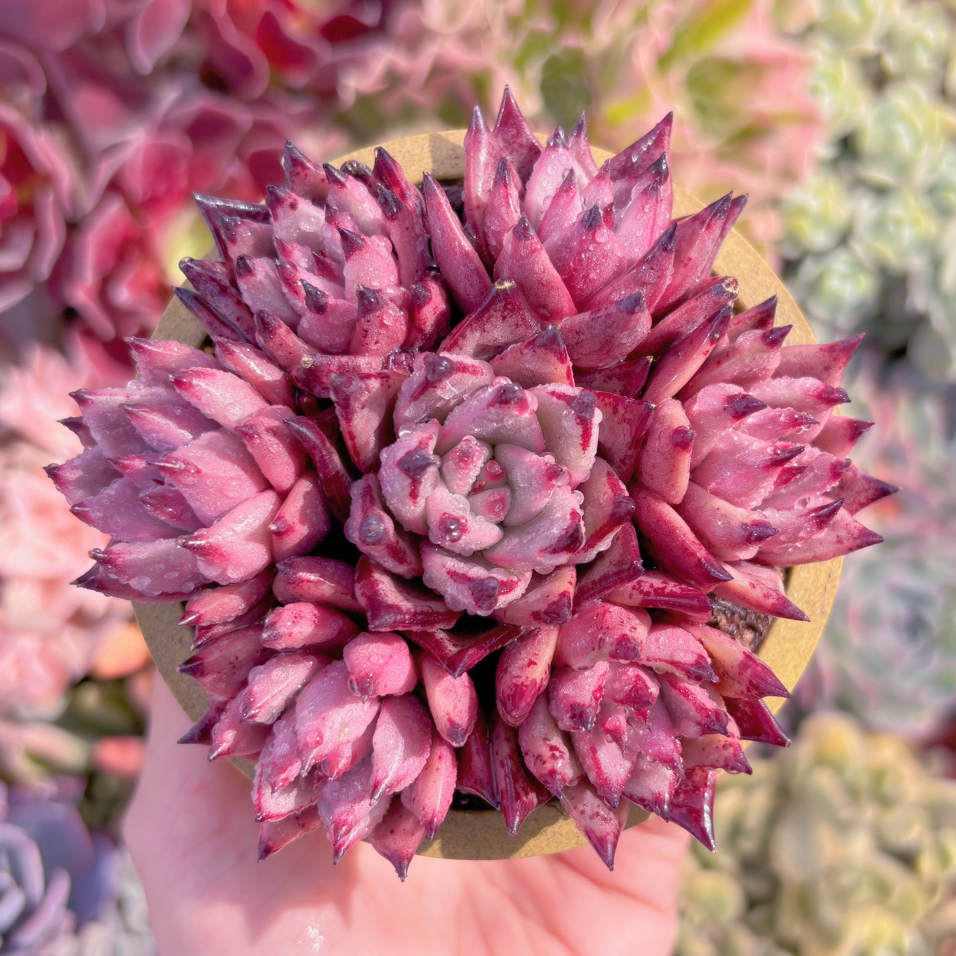 多肉植物　ブラッドロメオ(7頭)　新入荷　るる農園