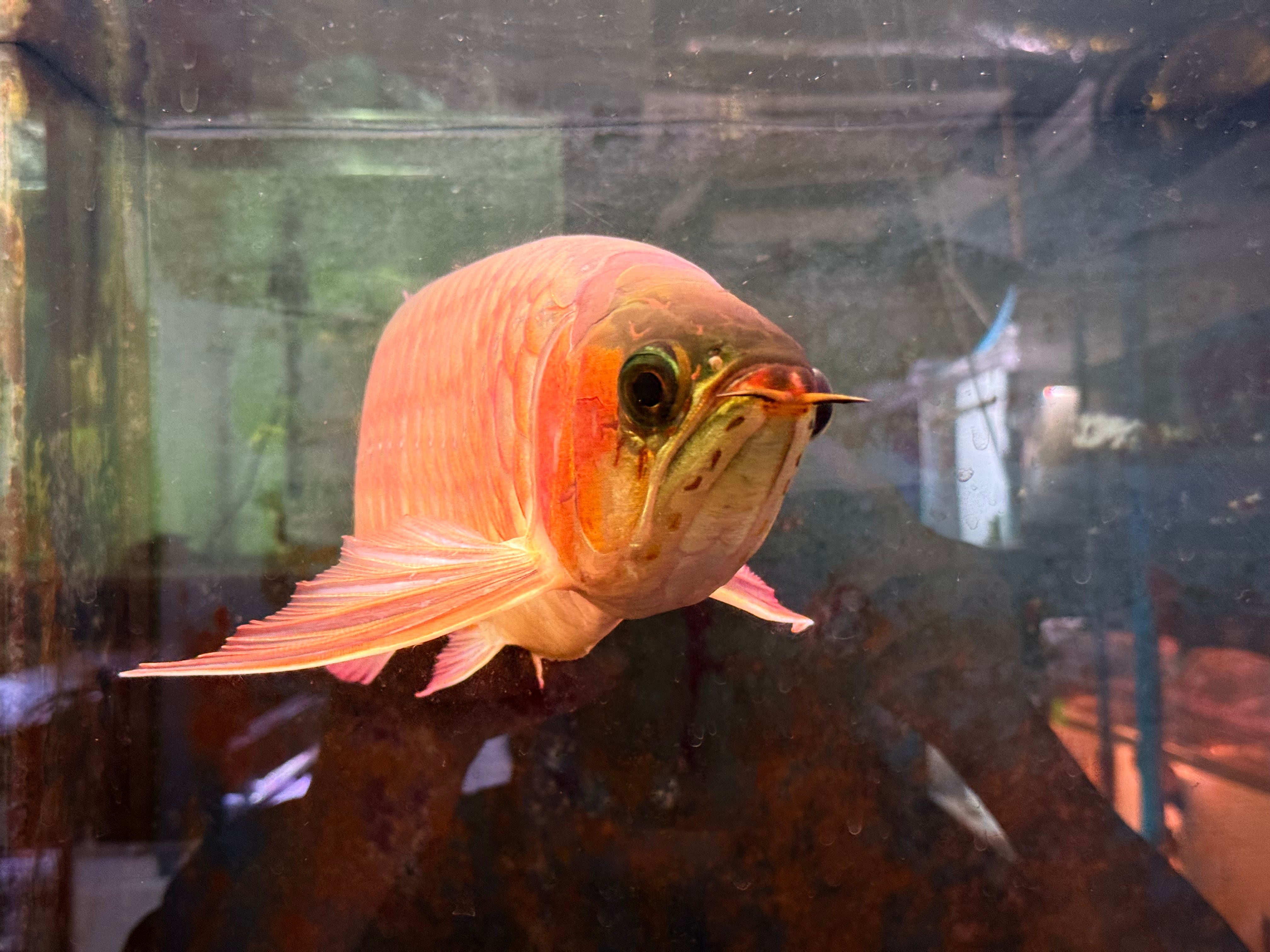 ウルトラF5 44㎝前後 紅龍 ポンティアナ アジアアロワナ 紅龍 220