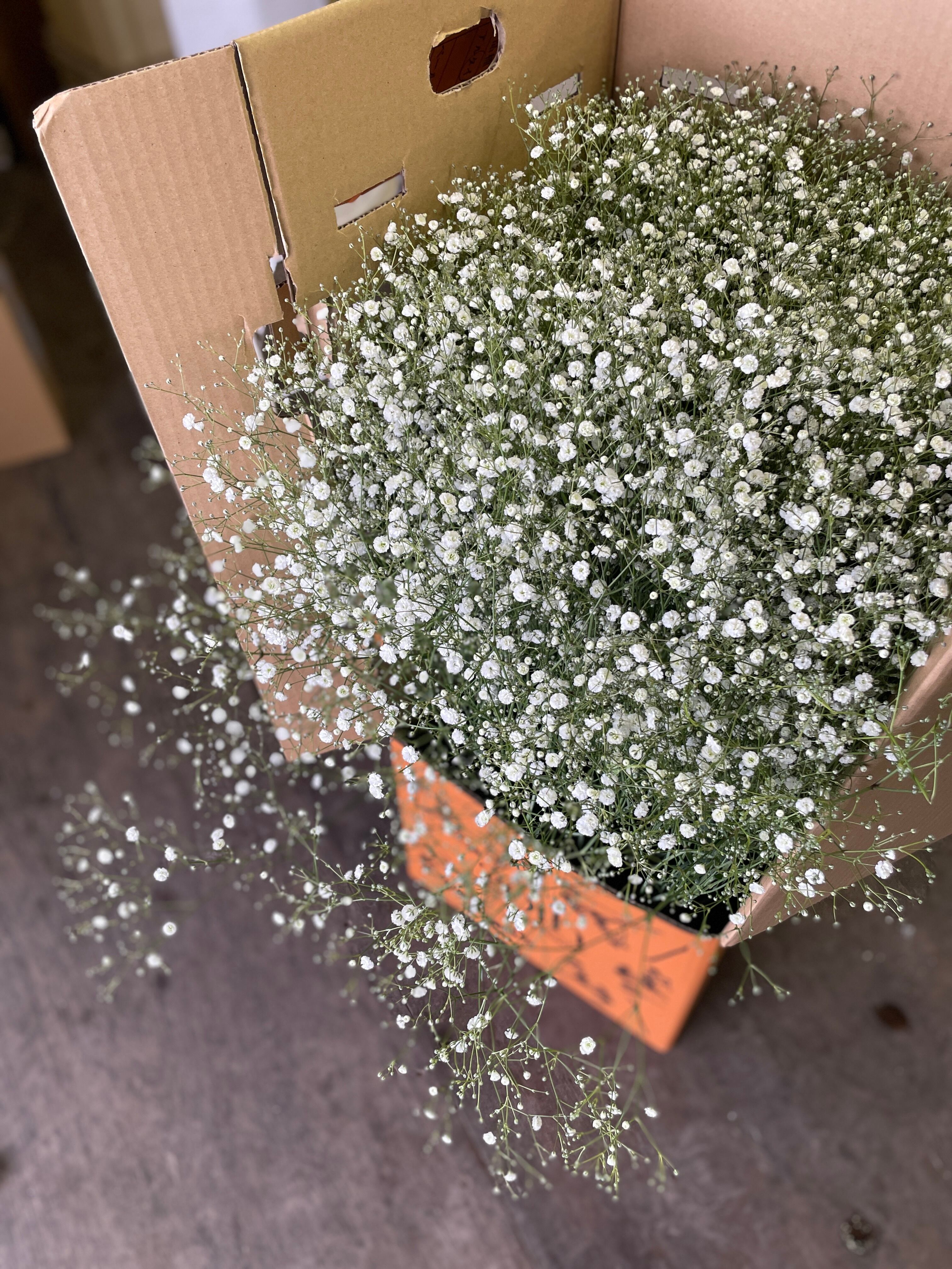 花問屋Greenfrog