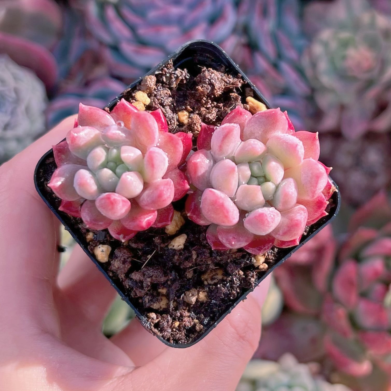 現品　ベビーチーク#653   2頭　るる農園