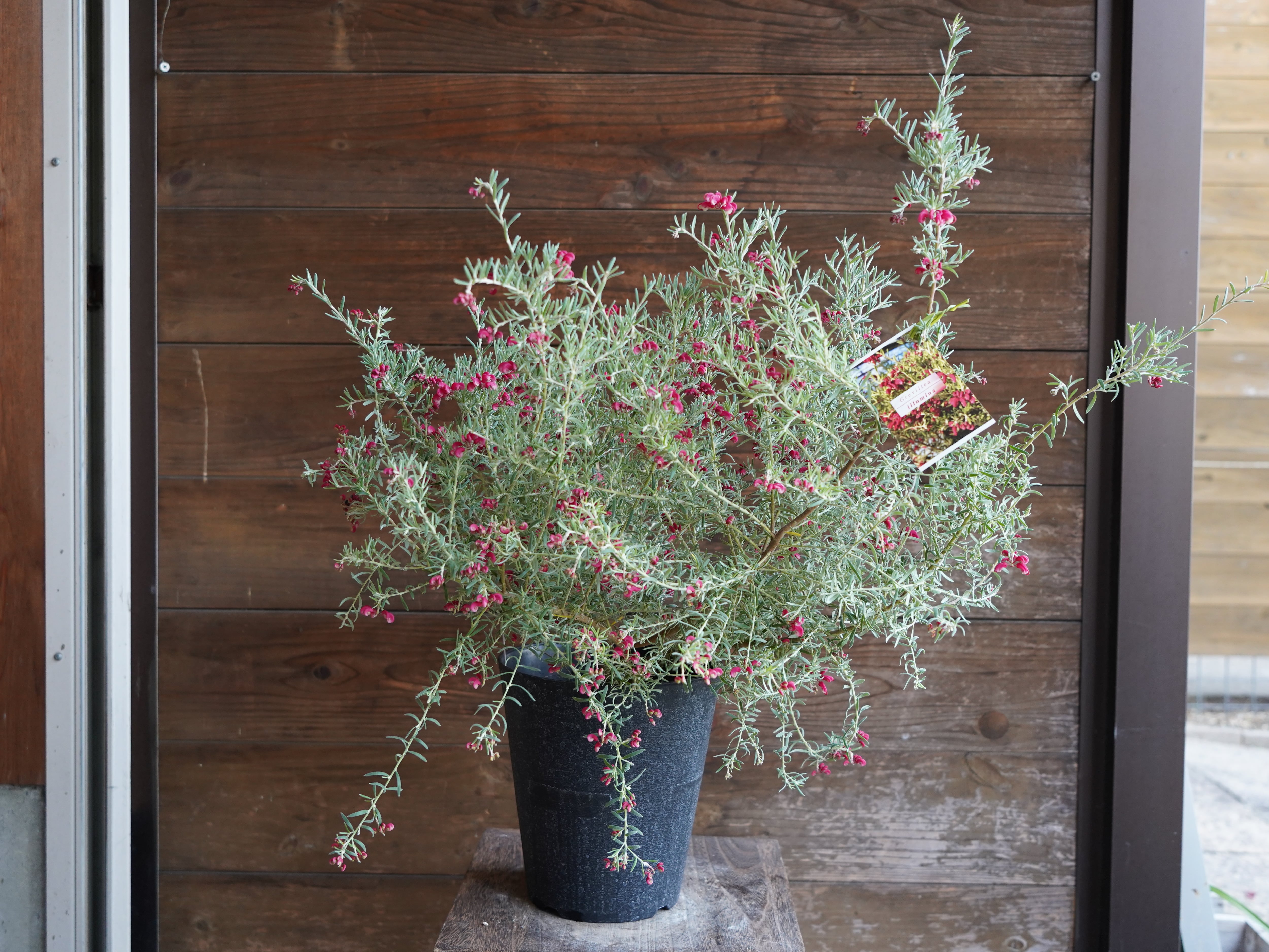 【現物】グレビレア　”プーリンダイルミナ”　A