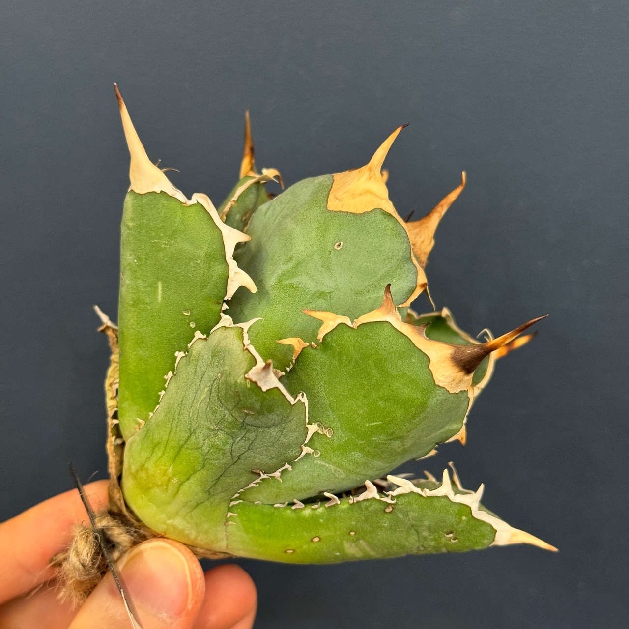 アガベ　チタノタ　ドラゴンクロー【1006】