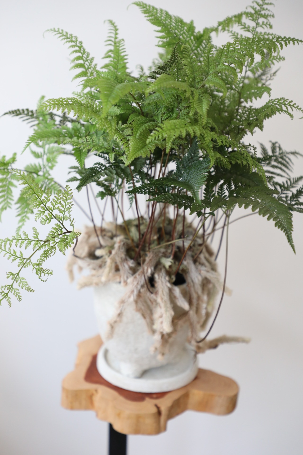 シノブ/Davalliafejeensis　※陶器鉢付き