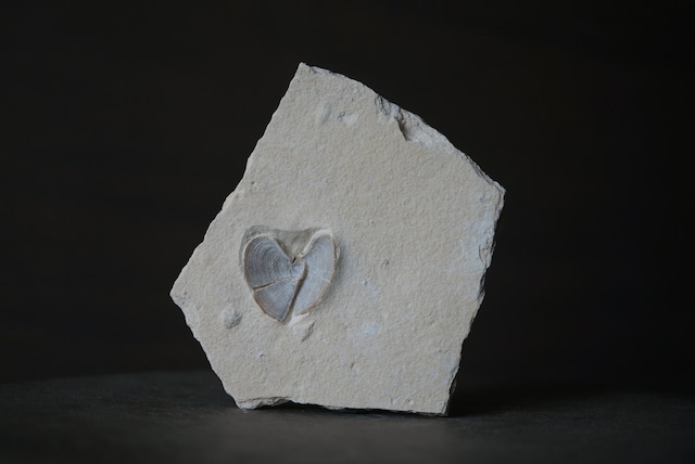 ドイツ産アンモナイト顎化石 Laevaptychus 1892