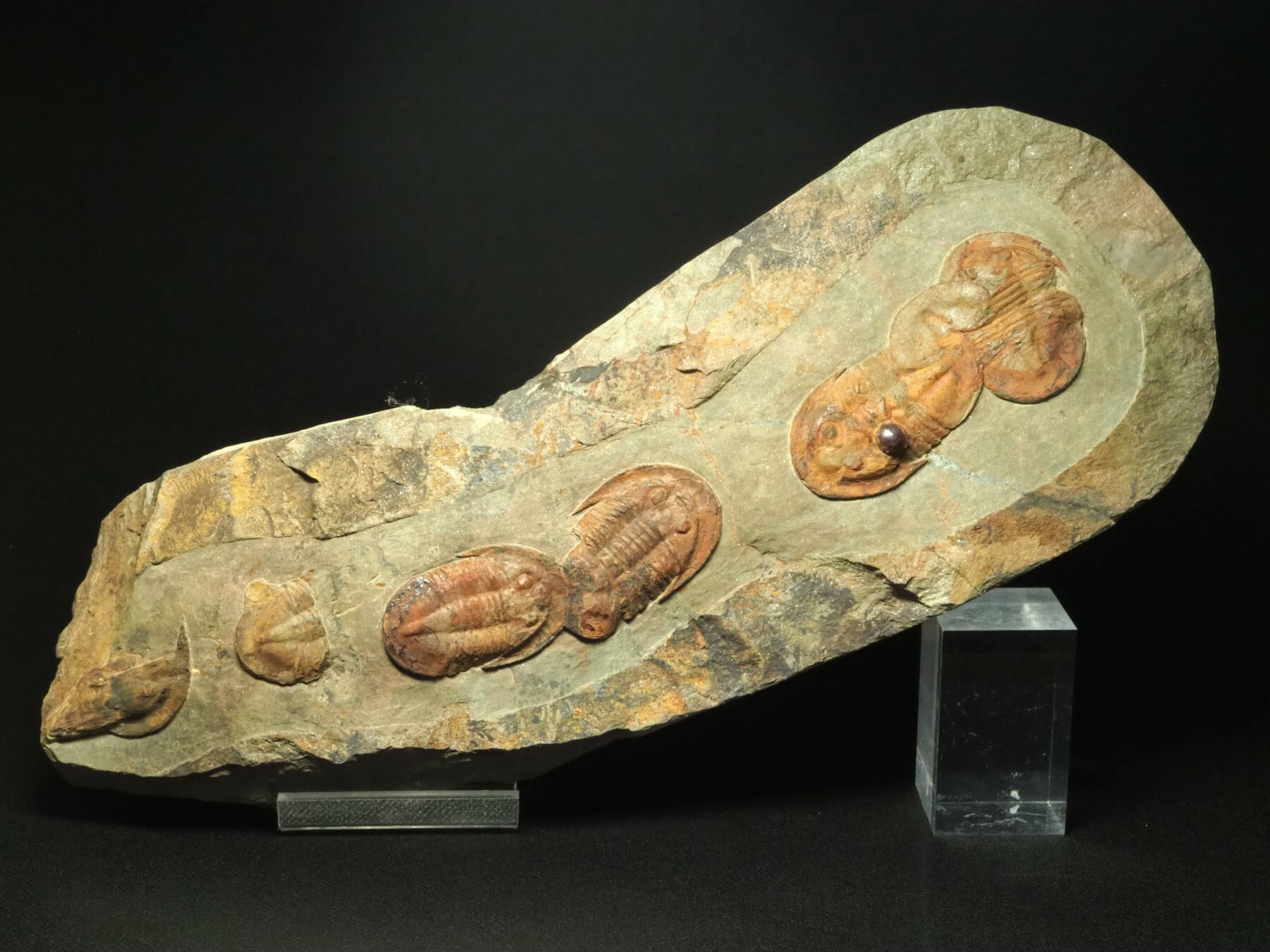 Trilobites / 三葉虫 | 化石・隕石・鉱物の販売 JURASSIC