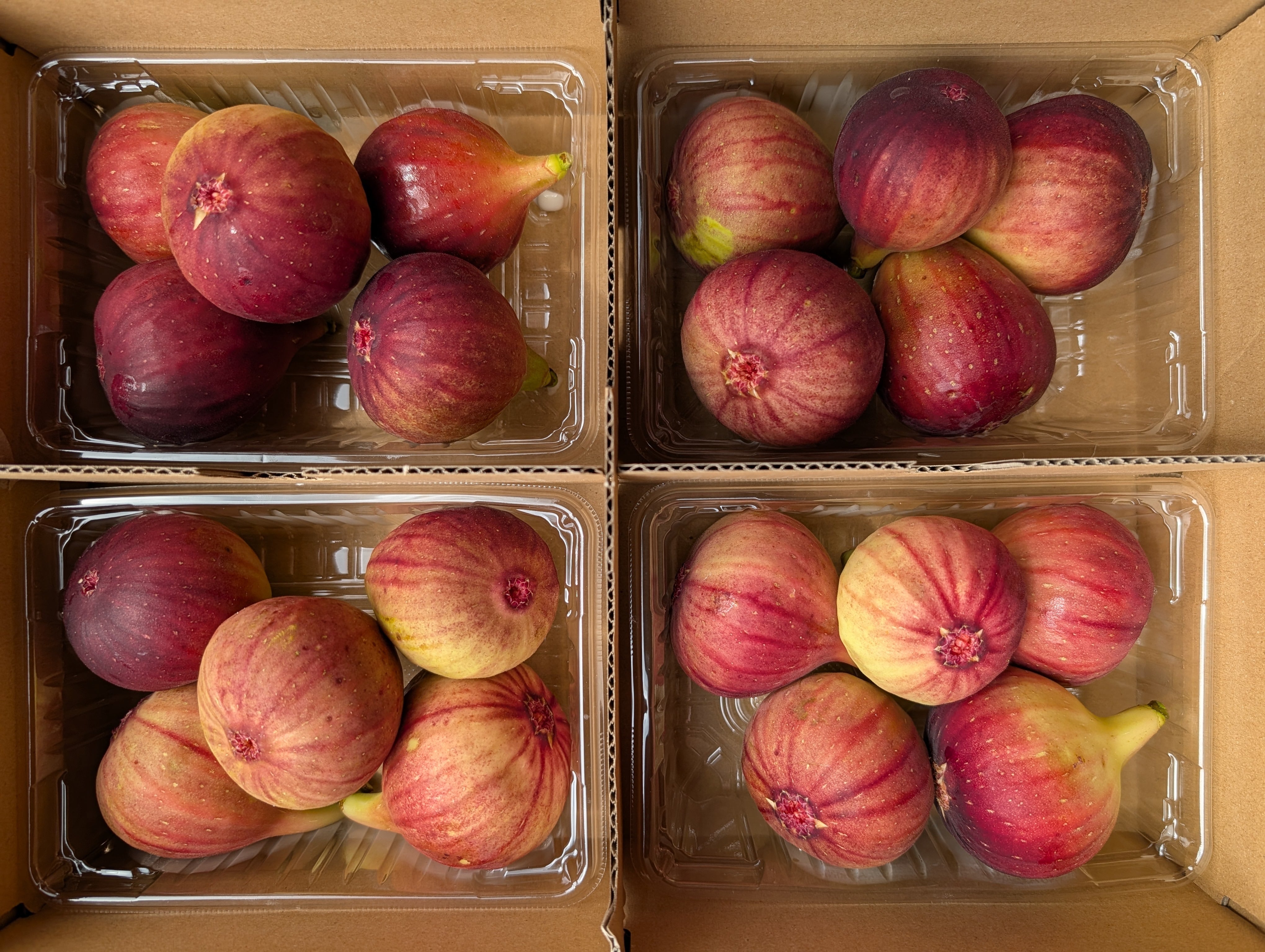 完熟】いちじく 1パック(3〜6個入) | かわばた園