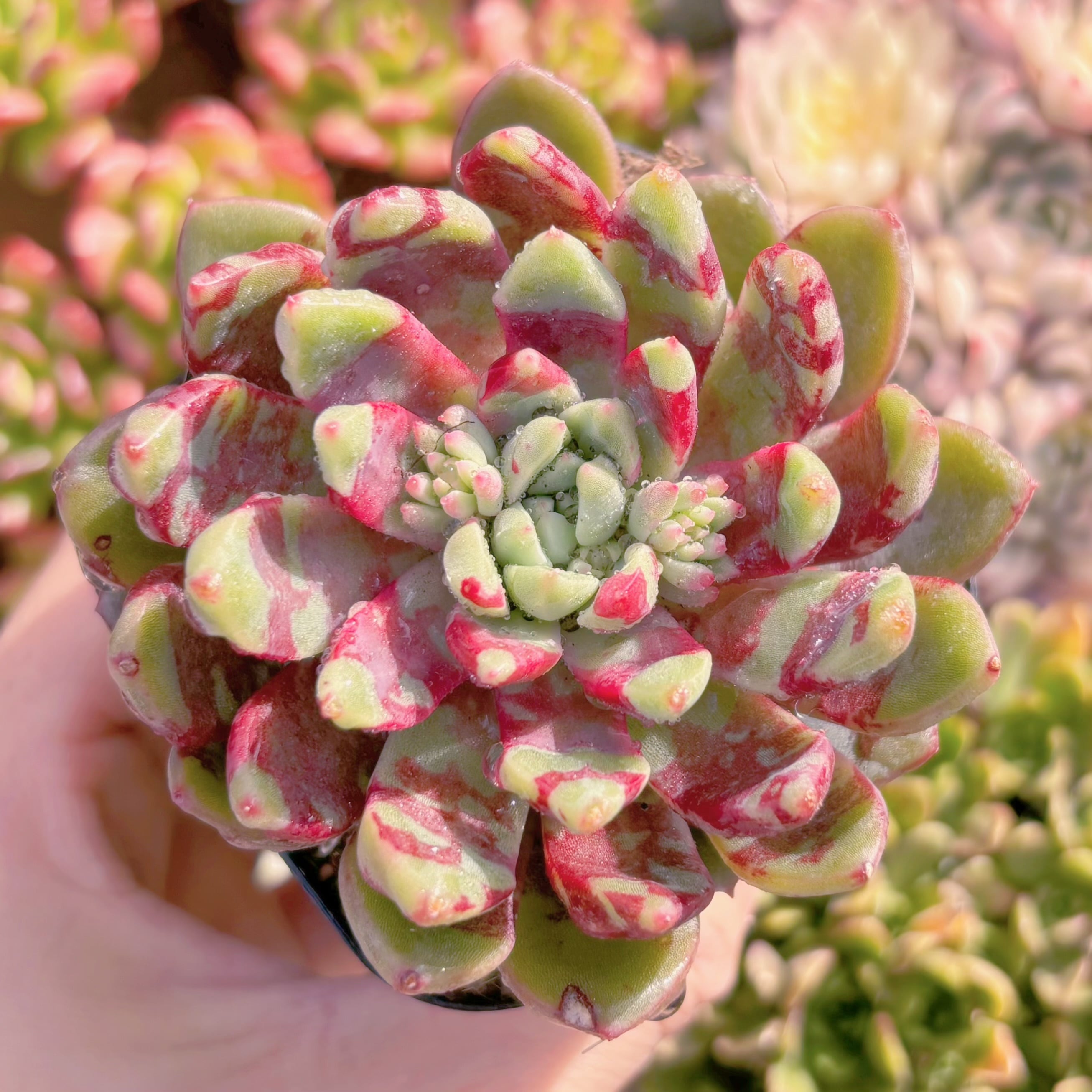 現品　ブラッドスワロー訳あり#522　るる農園