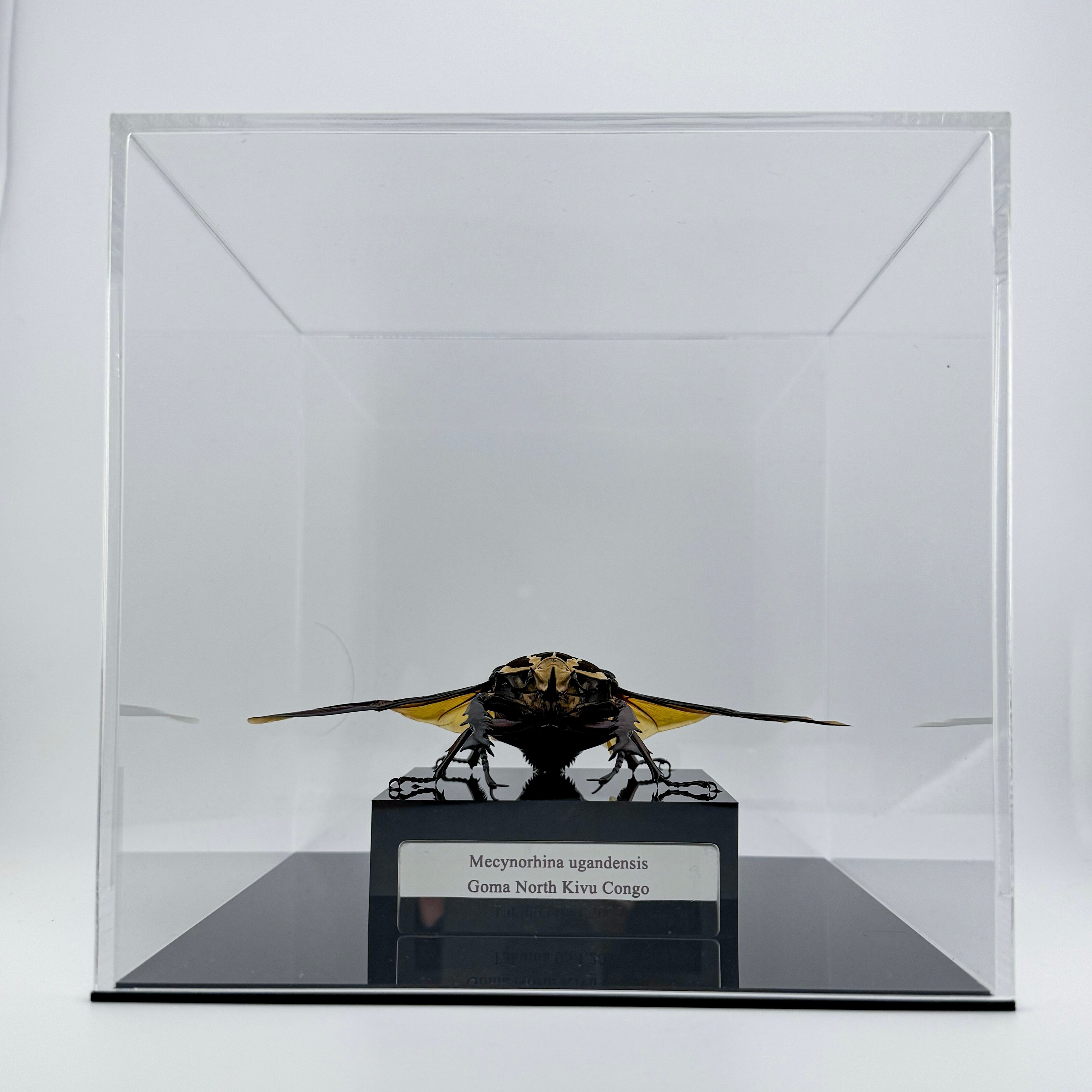 大型展示】ウガンデンシスオオツノハナムグリ 飛翔標本 | Pay ID