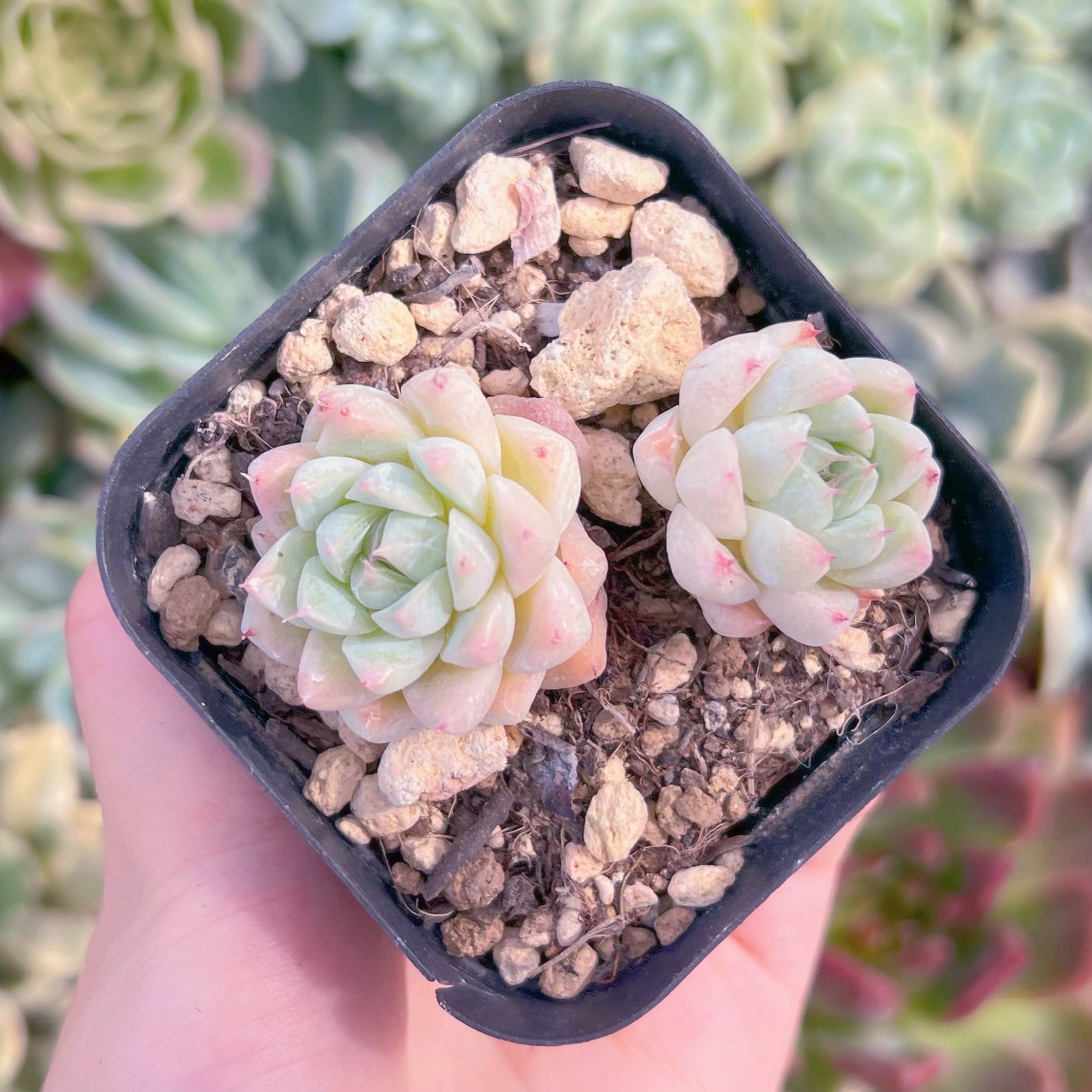 現品　アルバビューティーxルビン#016　るる農園