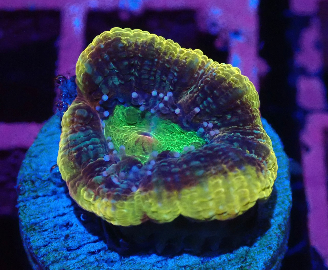 【現地買付】BowerbankiFrag "UltraYellow" 3