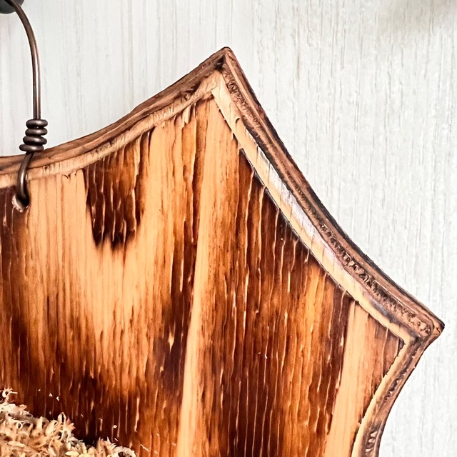 ビカクシダ ネザーランド 板付 【観葉植物 室内 コウモリラン】