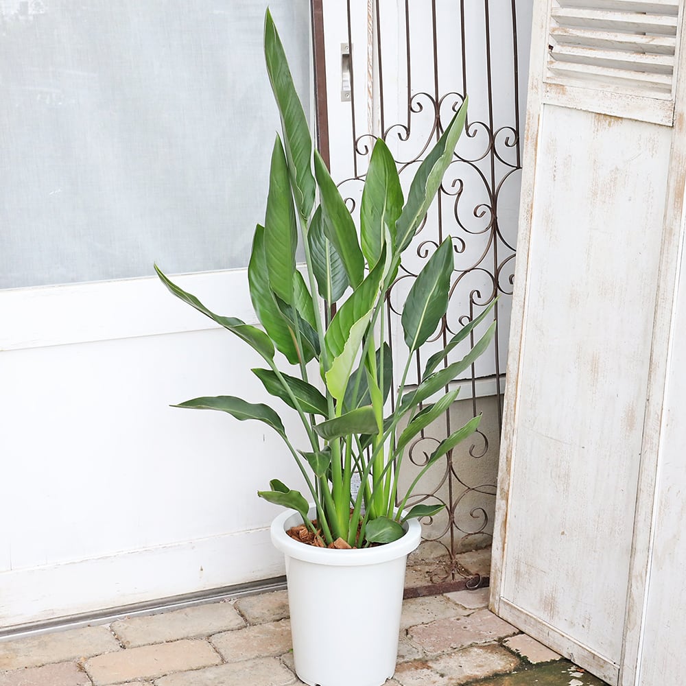 現品販売 観葉植物 ストレリチア レギネ 8号 H110cm 育てやすい 室内