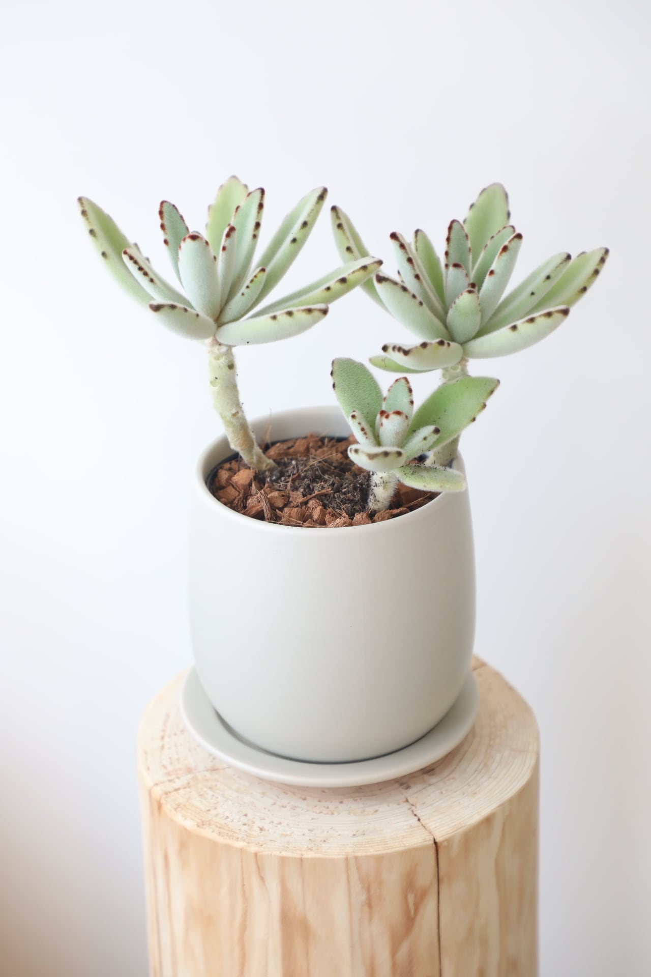 クトウテン　鉢のみ　植物はつきません クトウテン 鉢のみ 植物はつきません 前回わずか3分で完売した