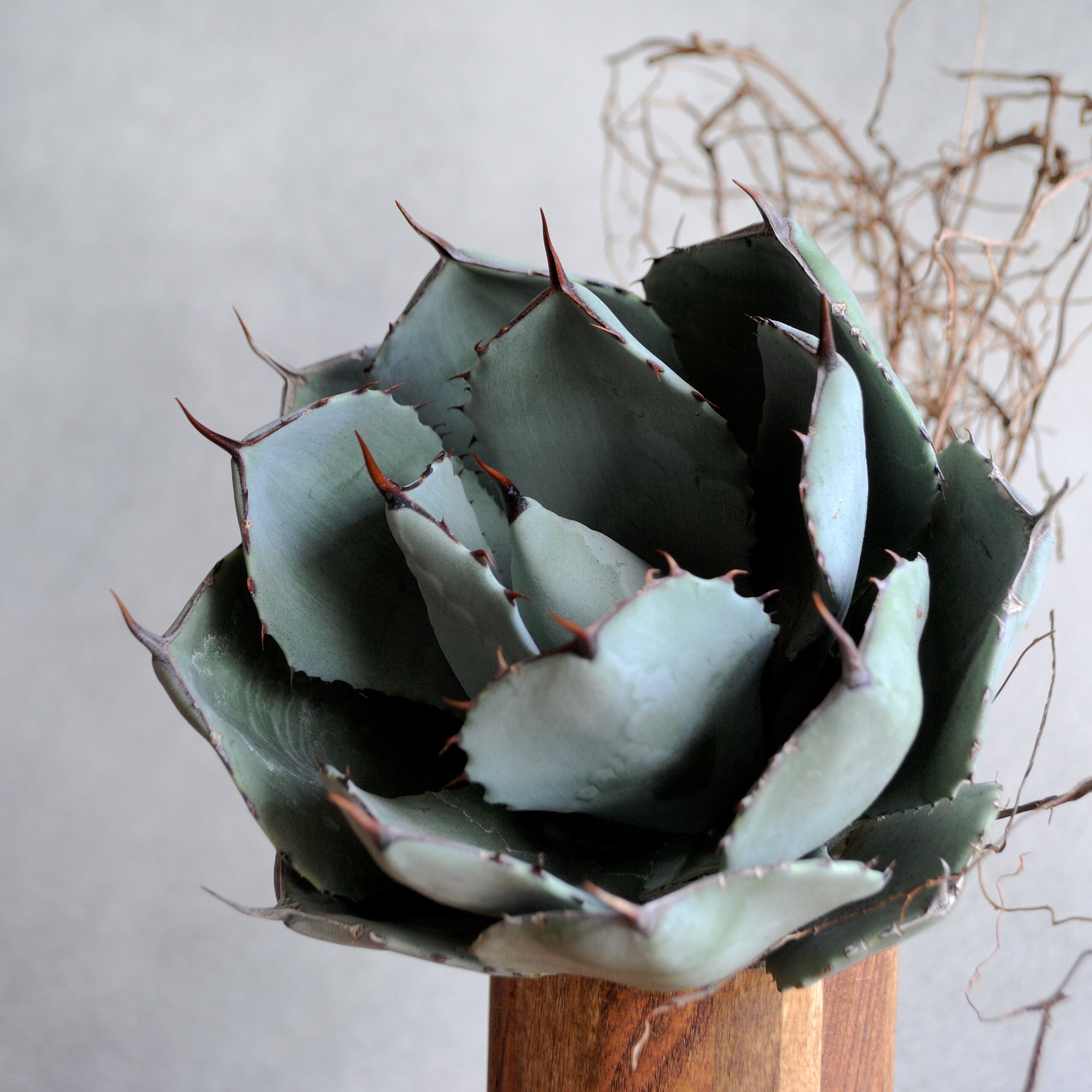 アガベ パリー トランカータ 中株