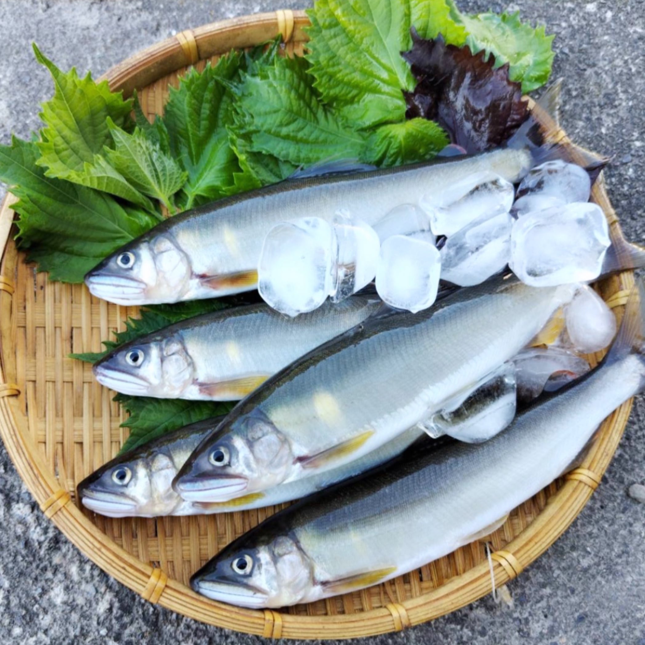 天然活〆鮎！1kg】くさひろも獲る！清流日本一の高津川や三隅川上流の