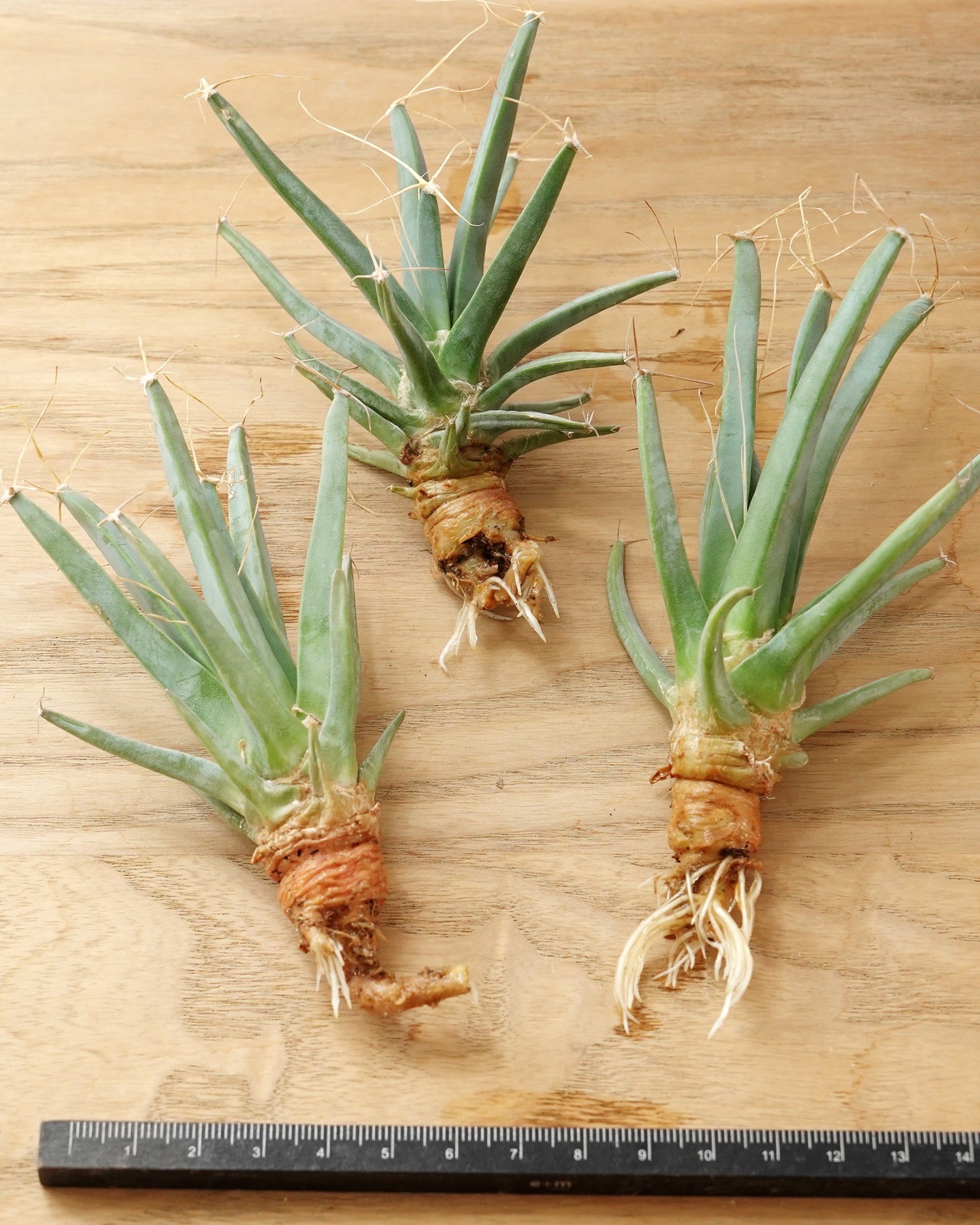 発根済カット苗 レウクテンベルギア 晃山 M Leuchtenbergia principis