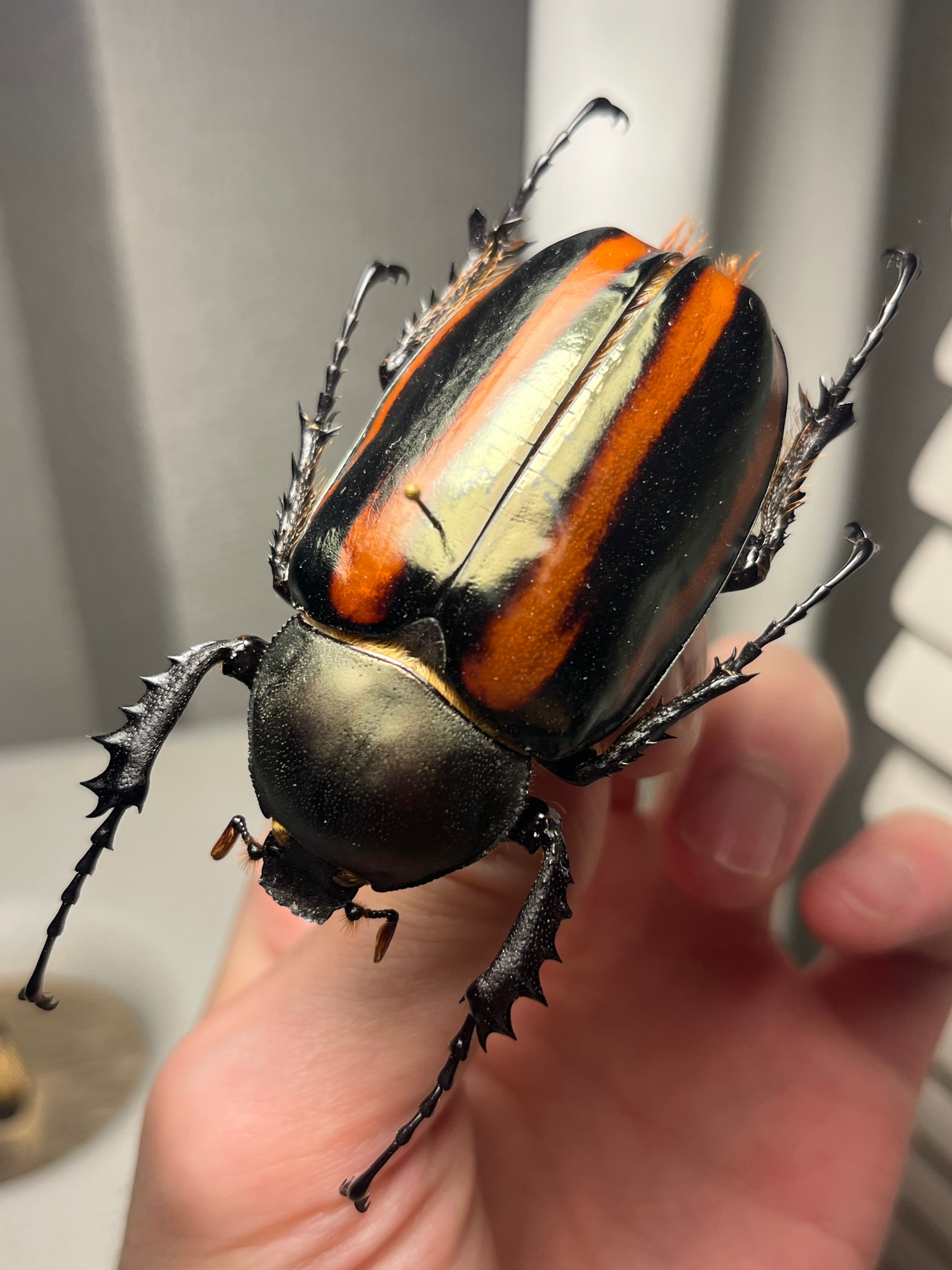 20mm】Pachysoma striatum パキソマ フンチュウ 標本 Yahoo