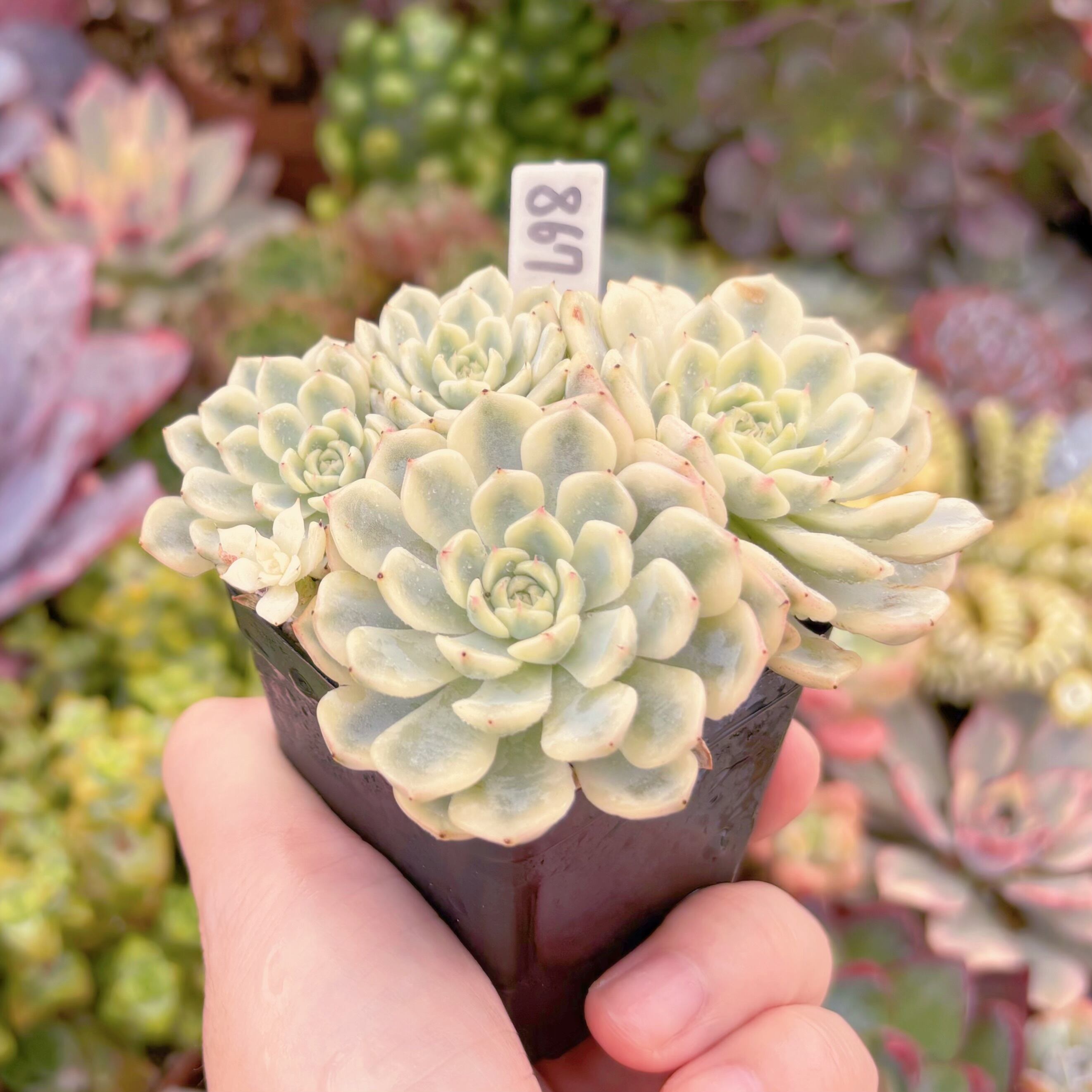 現品 ホワイトミニマ錦#867 群生 るる農園 | るる農園~多肉植物専門