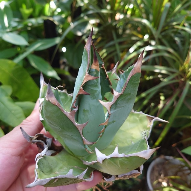 アガベ チタノタ オアハカ Agave titanota Oaxaca 12