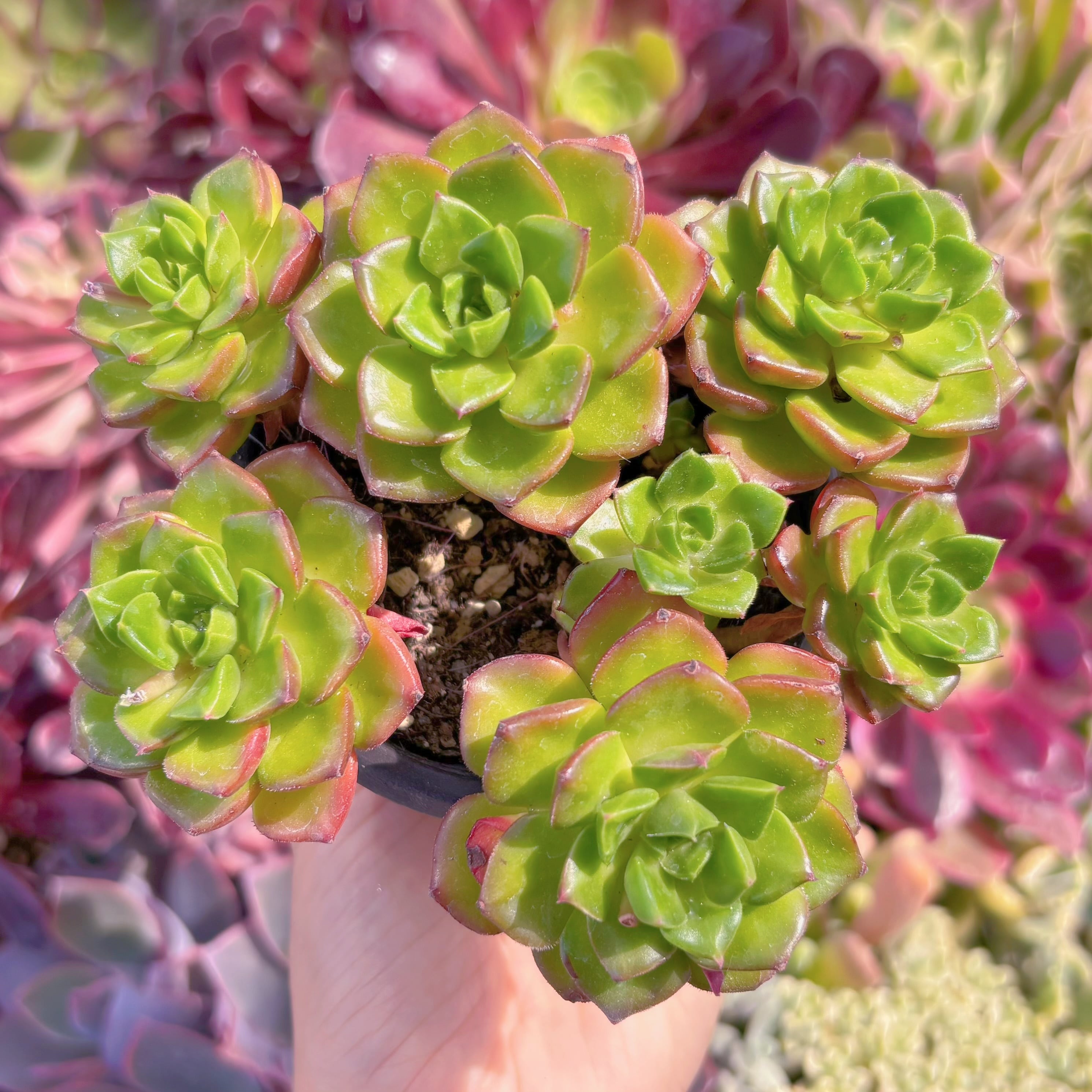 現品　レディジア群生#726　大群生　るる農園