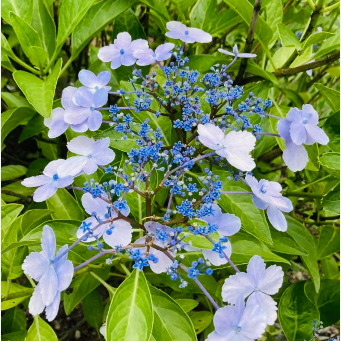 みかん　希少　特大　紫陽花　アジサイ　寿　ブルー　ピンク　ミックス　8号 みかん様専用 希少 特大 紫陽花 アジサイ 寿 ブルー ピンク