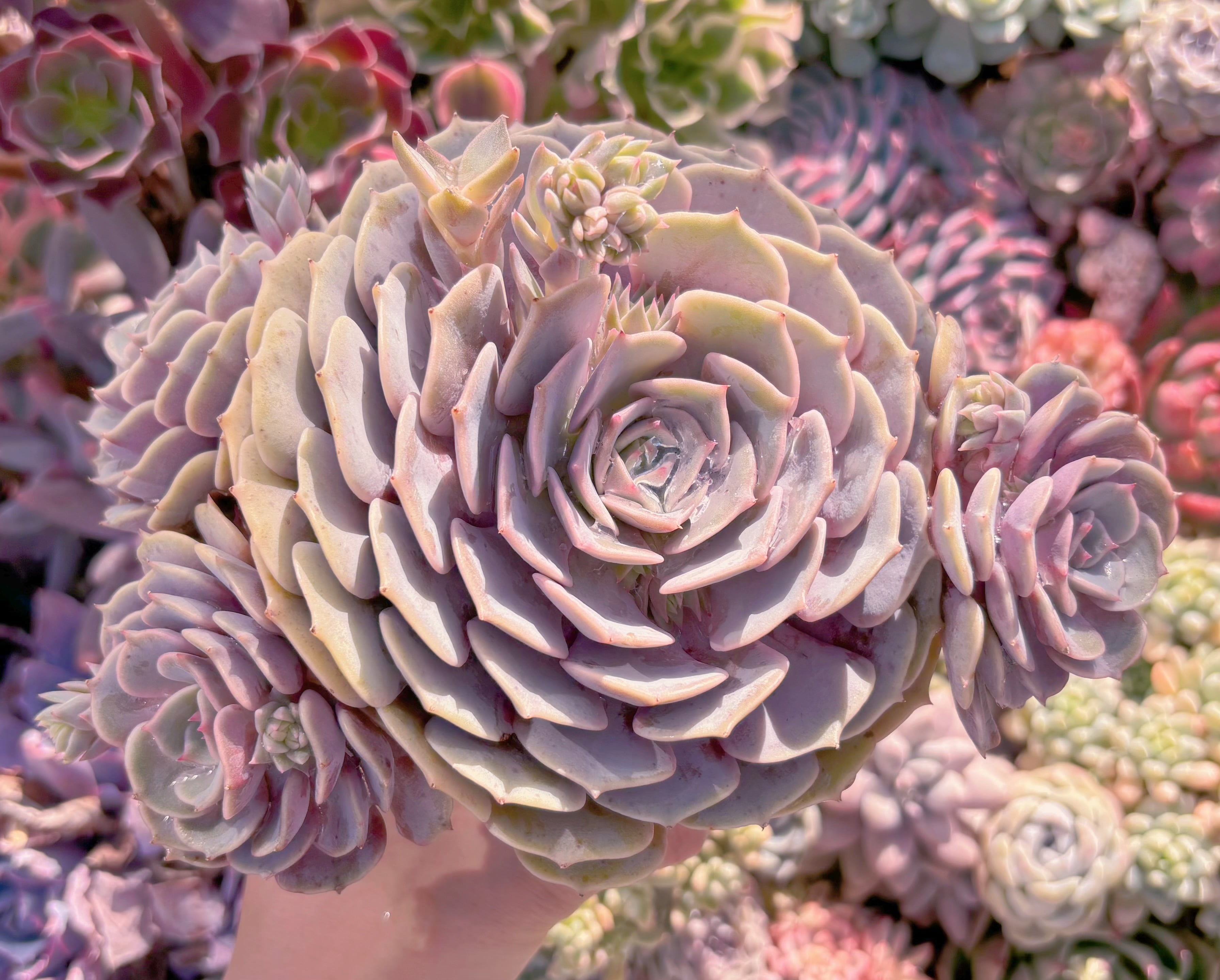 現品　ピンクローラ#543　特大群生　新入荷　るる農園