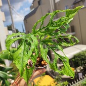 【実生】モンステラ オブリクア ペルー / Monstera Obliqua Peru③