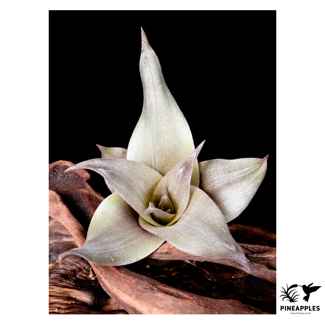 Tillandsia huarazensis【現品】 - 2