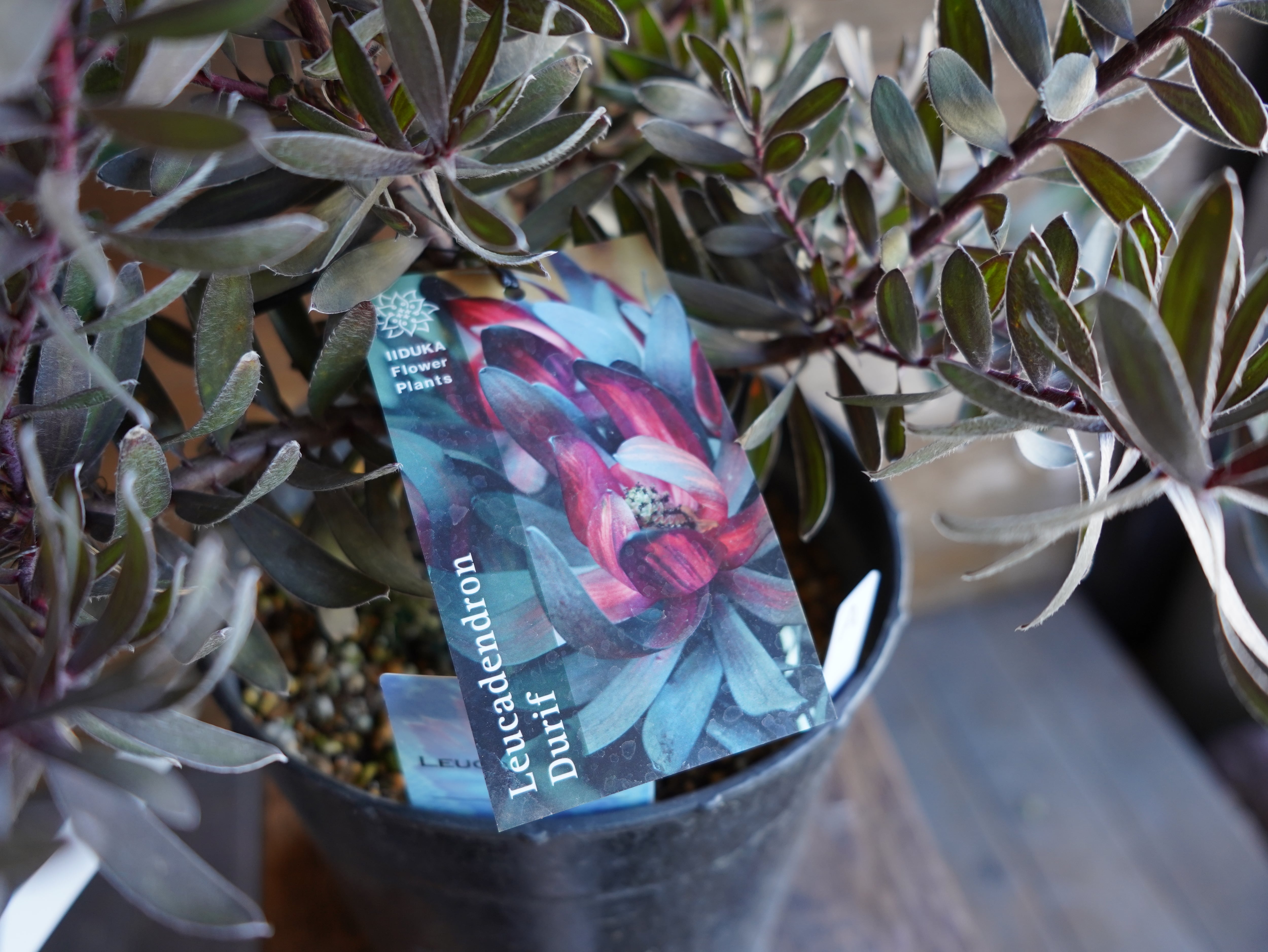 【現物】リューカデンドロン　”デュリフ”　7号　B