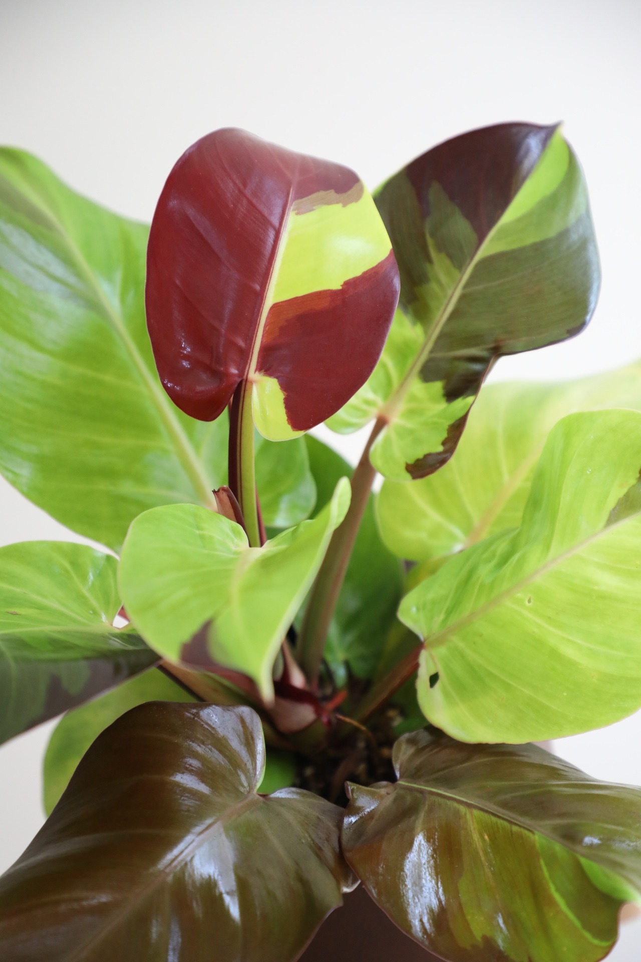 【M】【希少】フィロデンドロン イエローフレーム/ Philodendron Imperial Yellow Flame ※マンゴーウッドポット付き