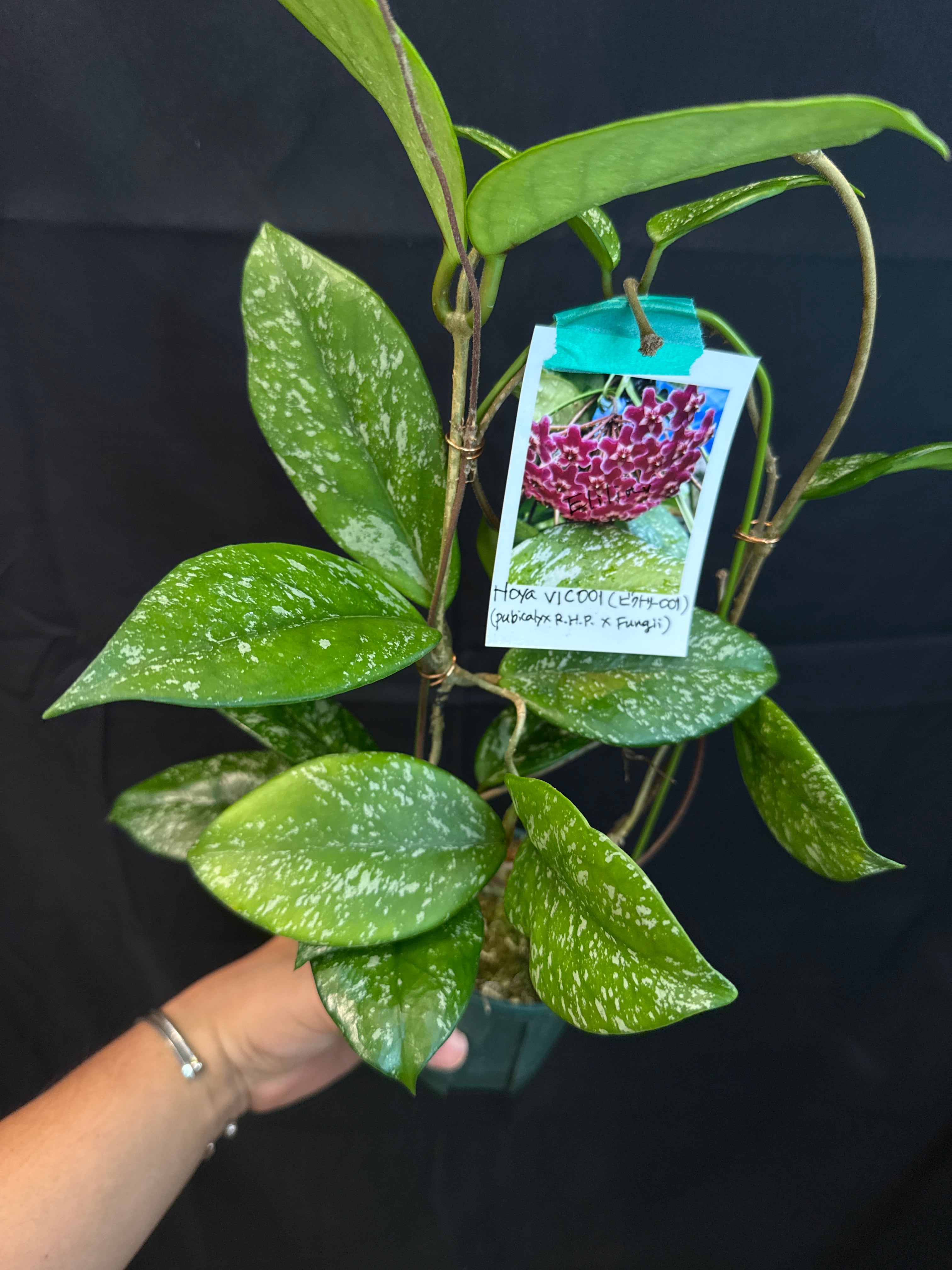 ① (Mucho) Begonia cucullata pink variegated / ベゴニア ククラータ