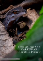 2022年トカゲモドキカレンダー