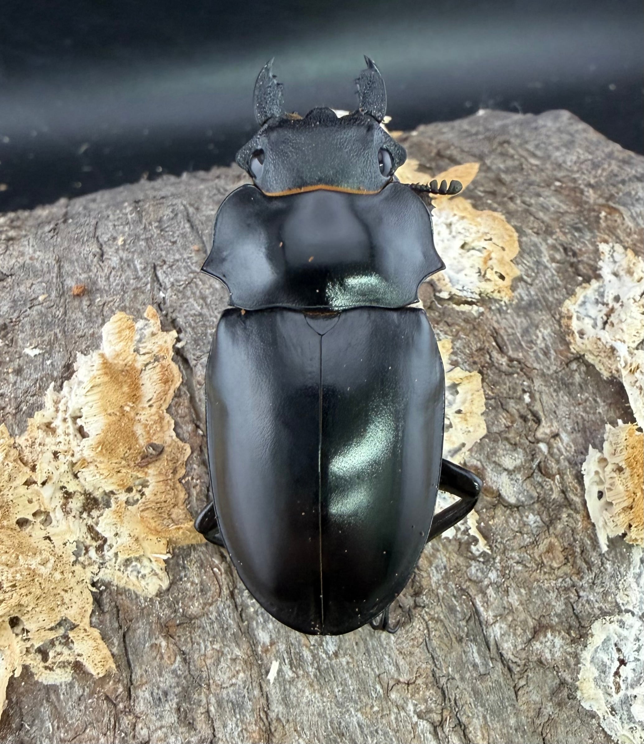 WF2】《アルケスツヤクワガタ 61mm ペア》わたくわ氏ブリード個体