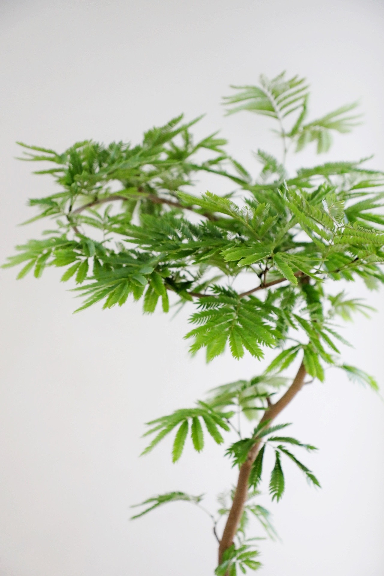 【渋谷区周辺エリア/配送料無料】【L/150cm】エバーフレッシュ曲げ木/Pithecellobium confertum ever fresh ※スタンド鉢カバー別売り