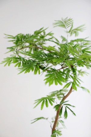 【渋谷区周辺エリア/配送料無料】【L/150cm】エバーフレッシュ曲げ木/Pithecellobium confertum ever fresh ※スタンド鉢カバー別売り