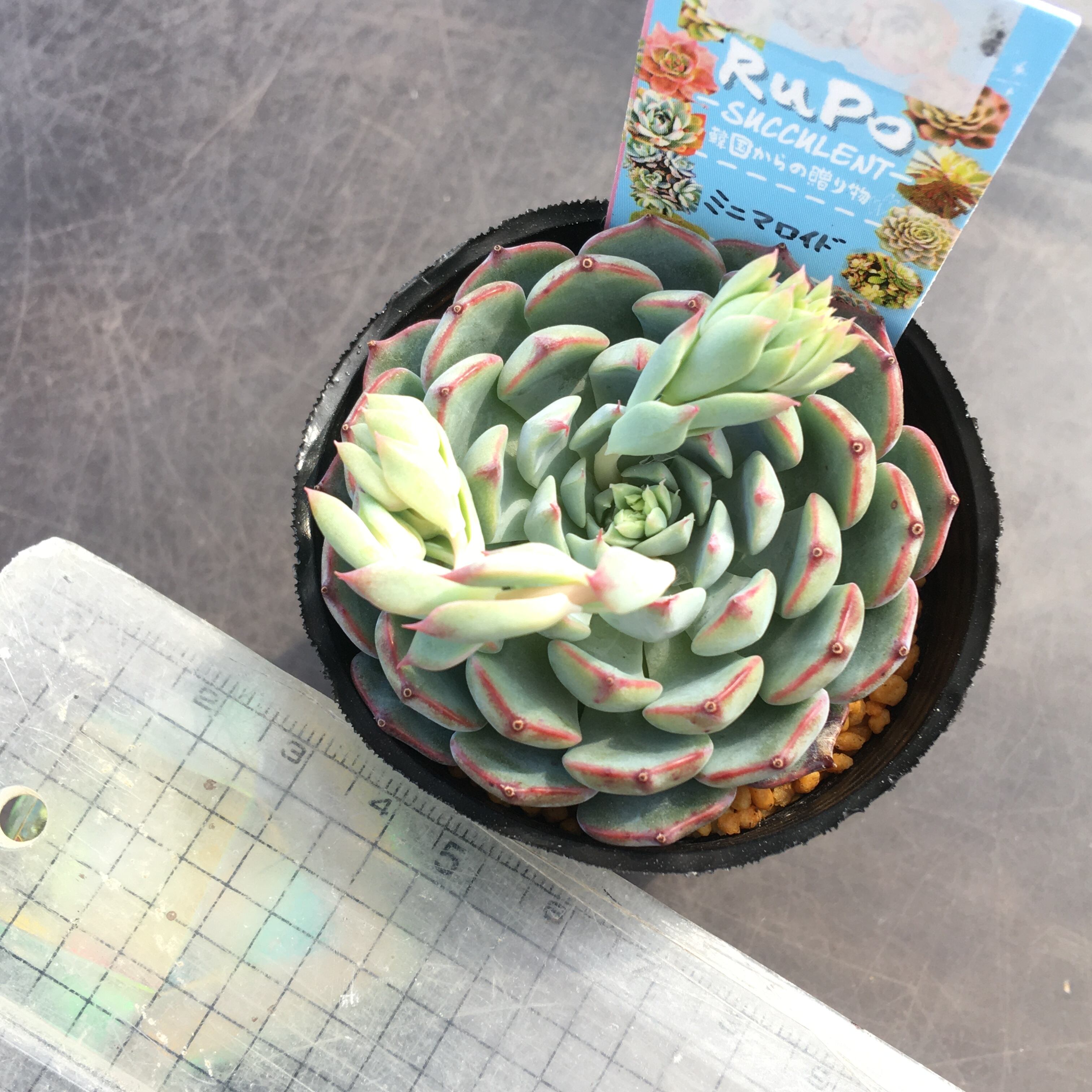 ミニマロイド 韓国苗 | RuPo 多肉植物専門店