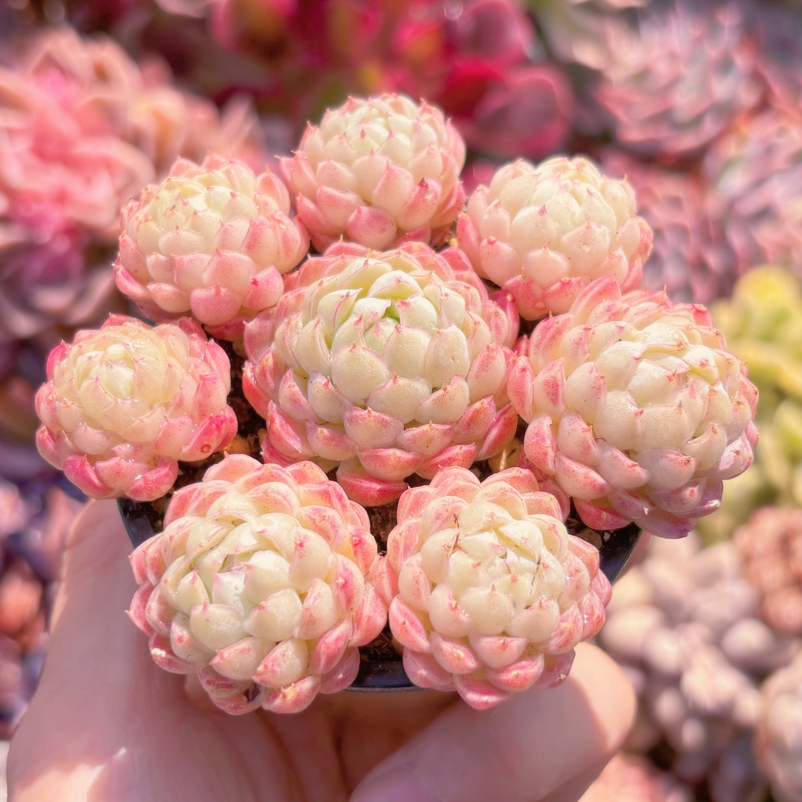 多肉植物　ハチミツボール7頭(ピンク)　新入荷　るる農園